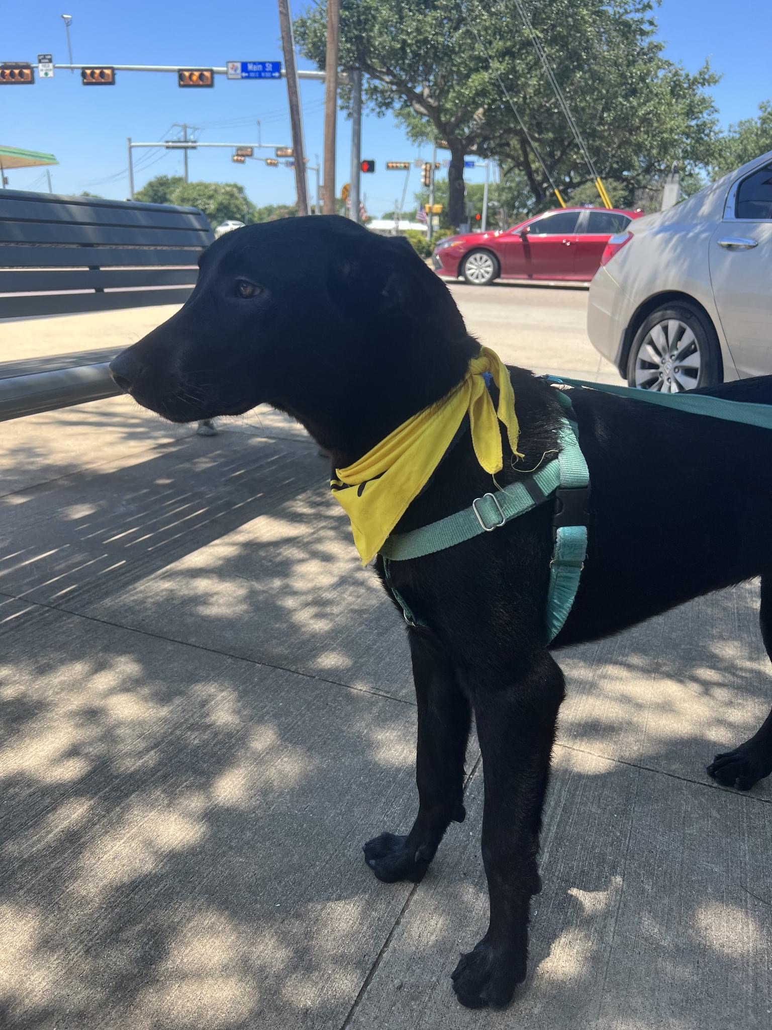 Daisy, a Adopted Black Labrador Retriever in Lakeway, TX image 2/6