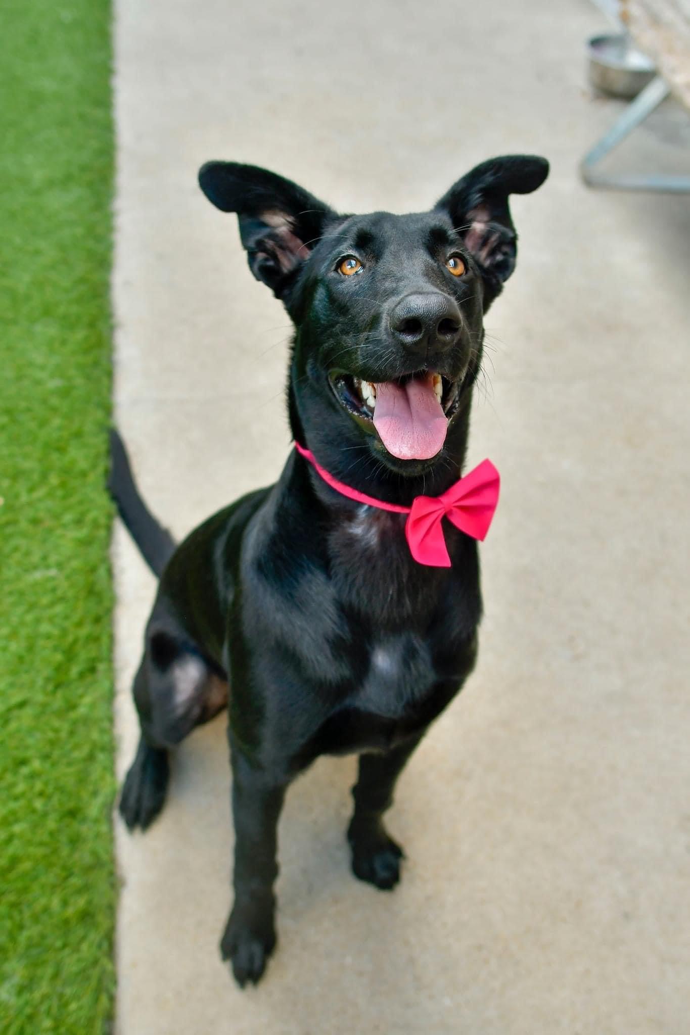 Daisy, a Adopted Black Labrador Retriever in Lakeway, TX image 4/6