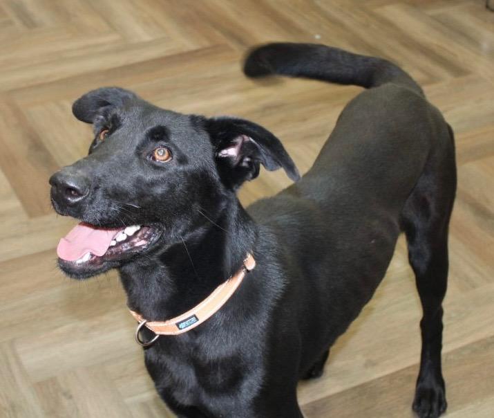 Daisy, a Adopted Black Labrador Retriever in Lakeway, TX image 6/6