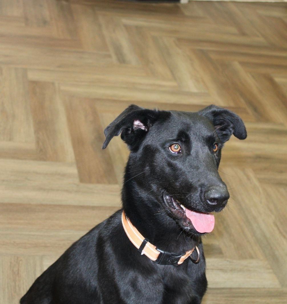 Daisy, a Adopted Black Labrador Retriever in Lakeway, TX image 1/6