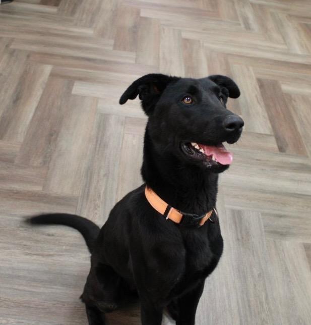 Daisy, a Adopted Black Labrador Retriever in Lakeway, TX image 5/6