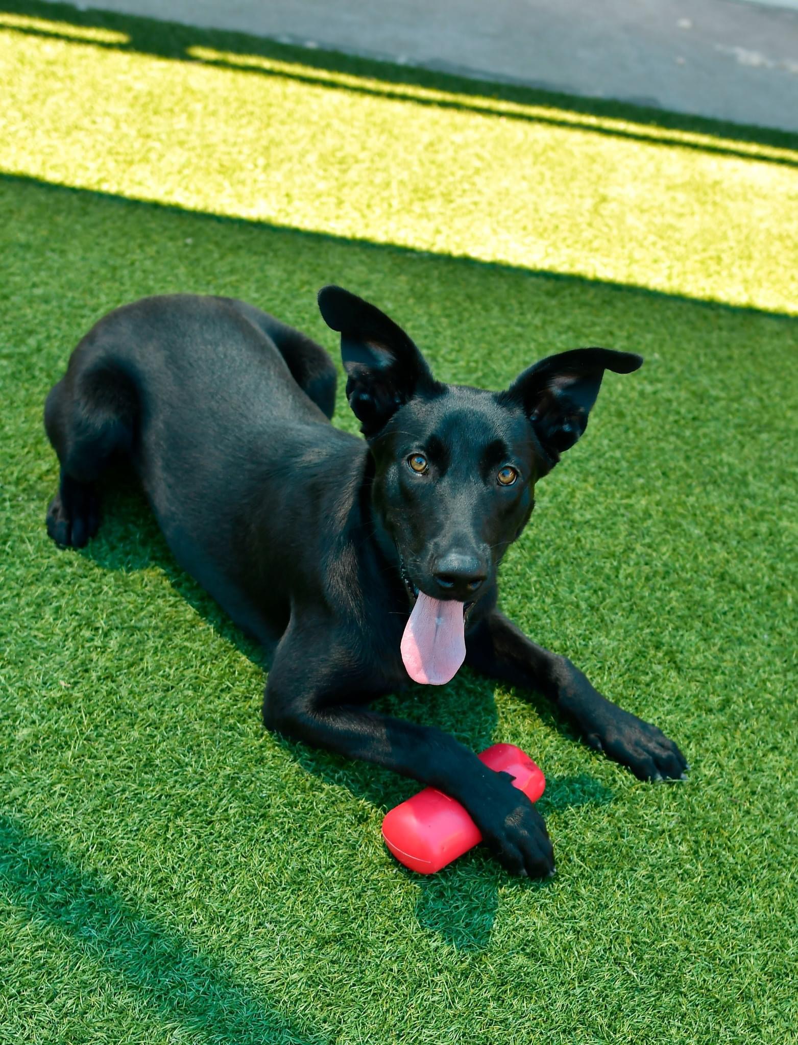 Daisy, a Adopted Black Labrador Retriever in Lakeway, TX image 3/6