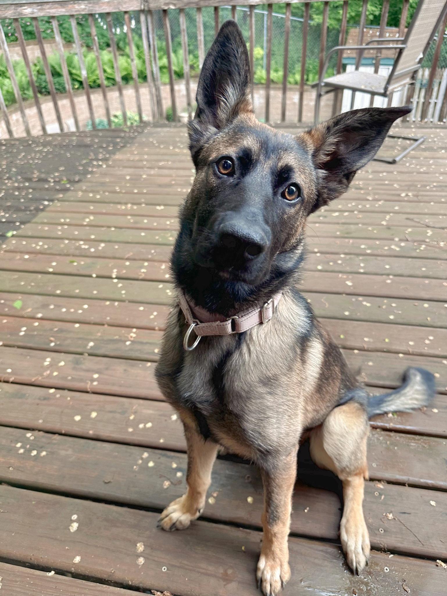Liesel, Adoptable, Young Female Shepherd & Labrador Retriever.