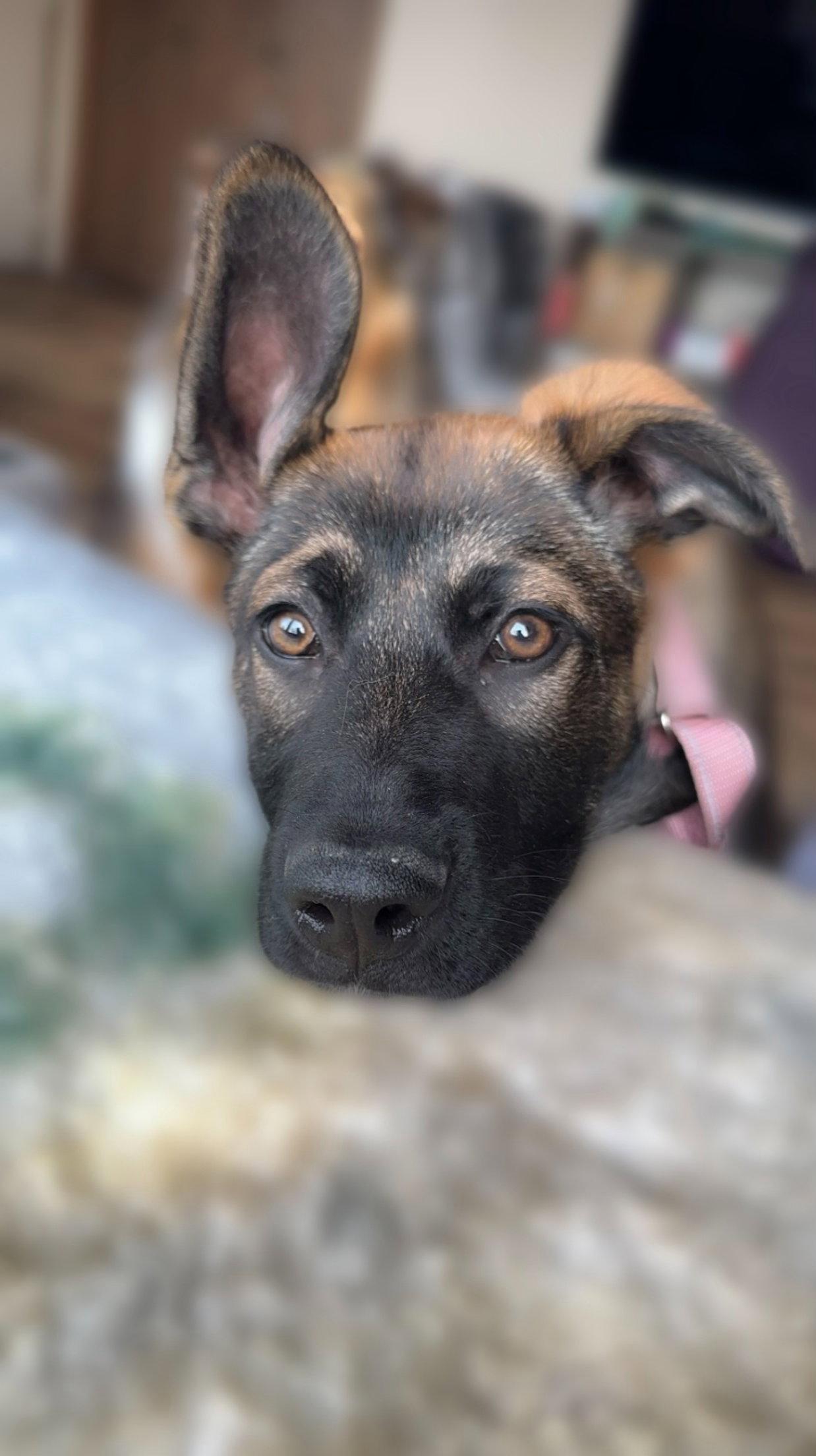 Liesel, Adoptable, Young Female Shepherd & Labrador Retriever.