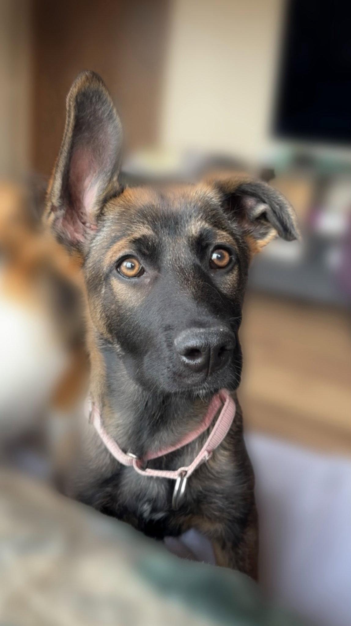 Enlarge Liesel, a Adoptable mixed breed in Cottage Grove, MN image 2/3