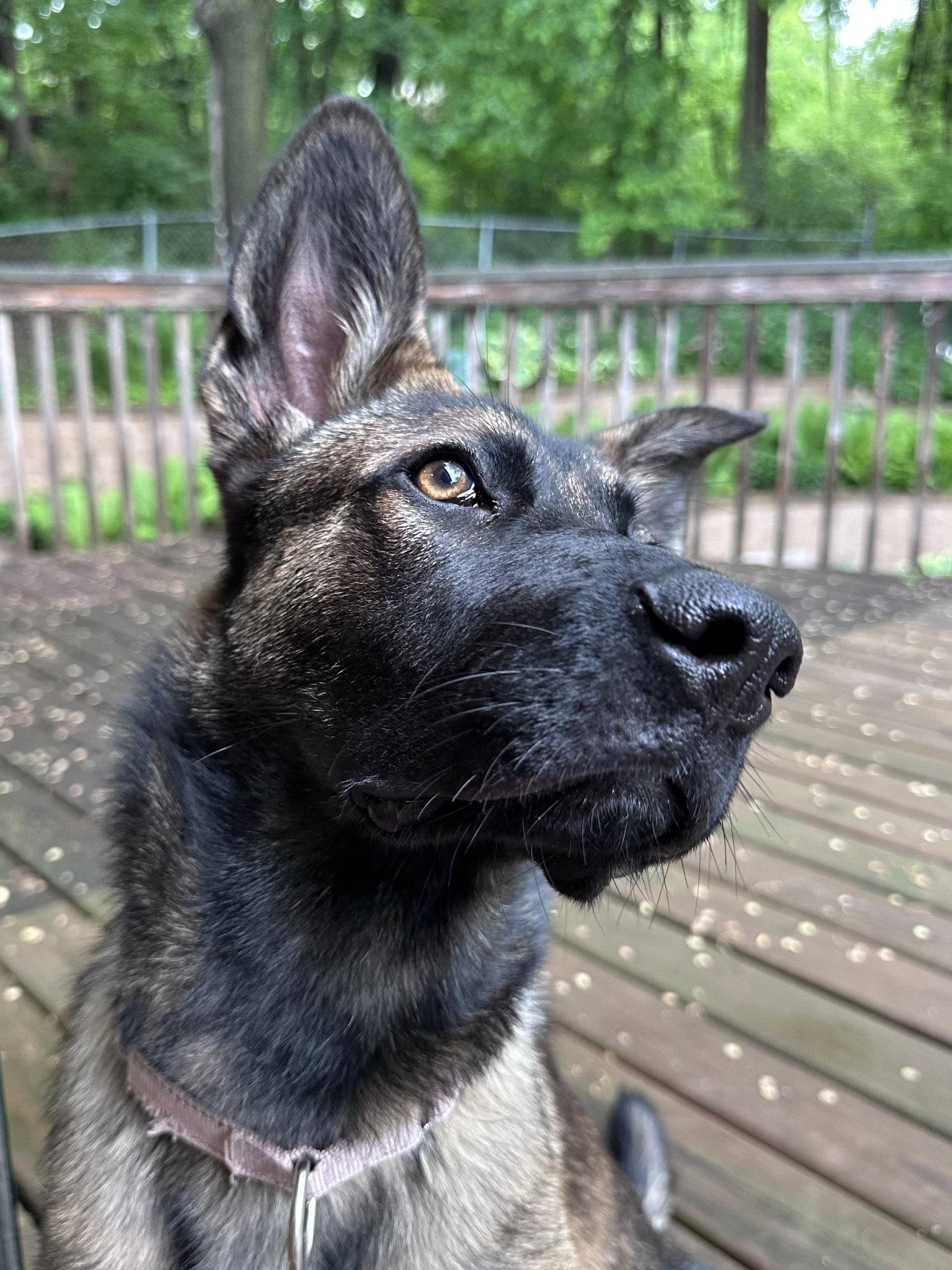 Enlarge Liesel, a Adoptable mixed breed in Cottage Grove, MN image 2/3
