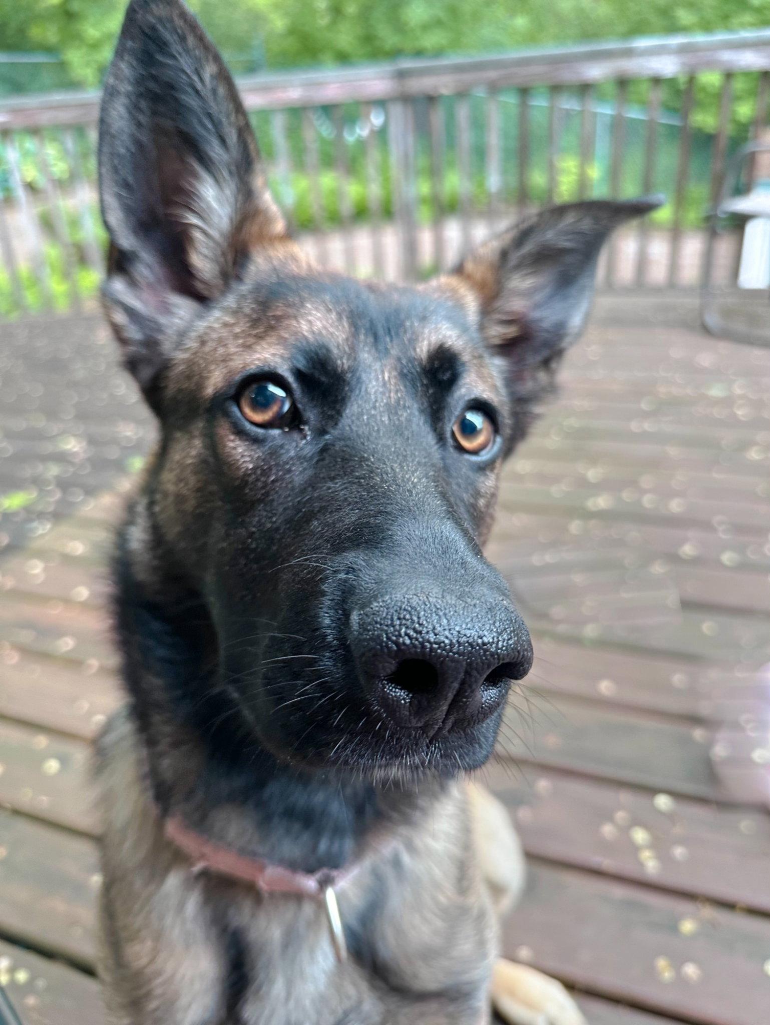 Enlarge Liesel, a Adoptable mixed breed in Cottage Grove, MN image 3/3