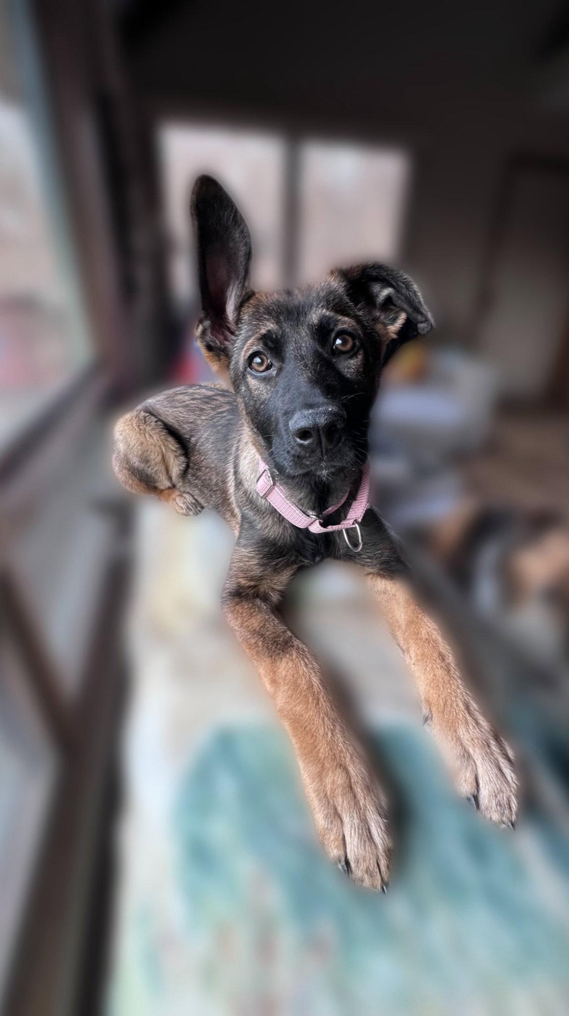 Enlarge Liesel, a Adoptable mixed breed in Cottage Grove, MN image 3/3