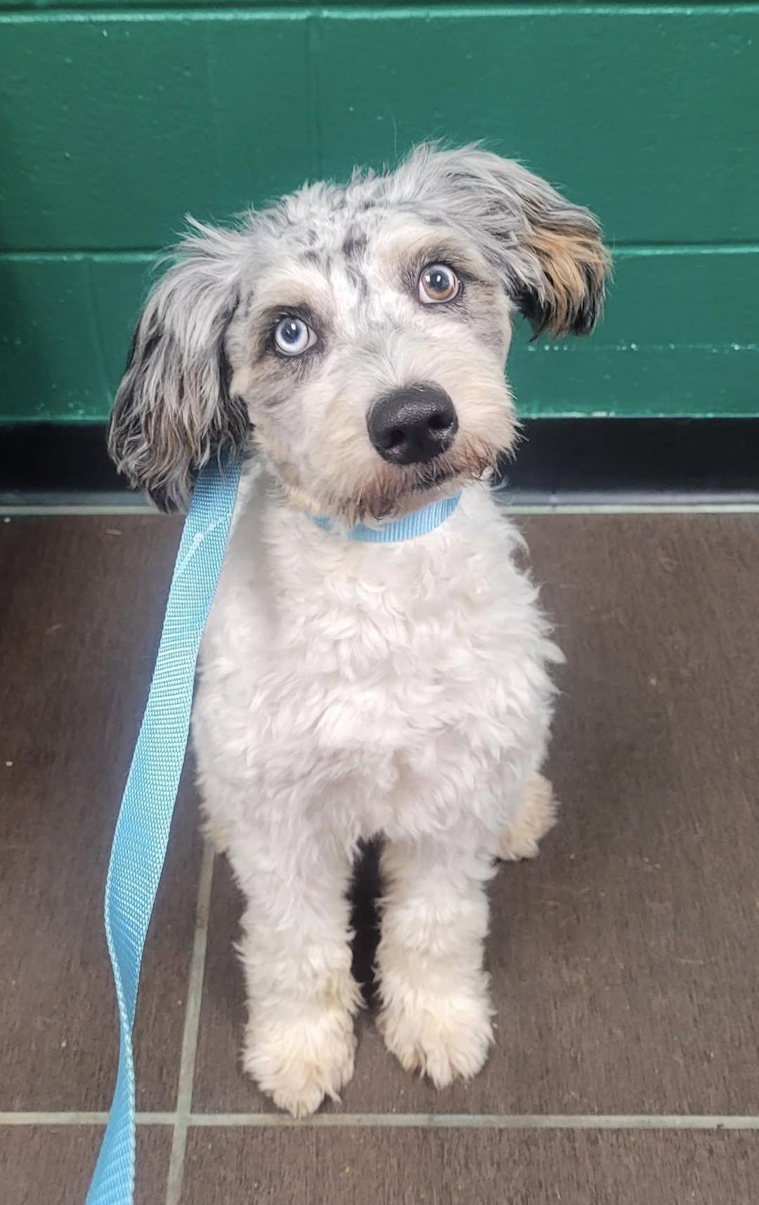 Stanley, adopted, Puppy Male Aussiedoodle.