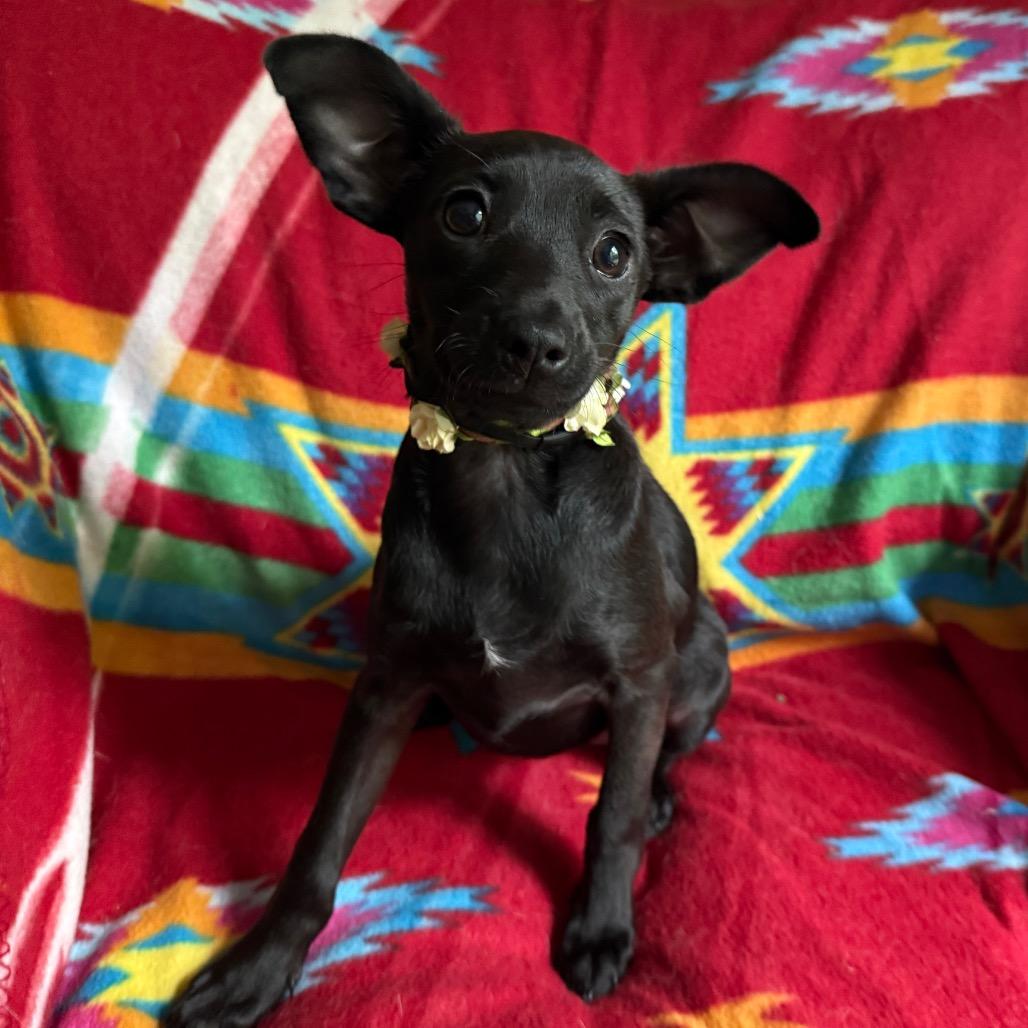 Magnolia ~ cat friendly :-), adopted, Puppy Female Chihuahua & Rat Terrier.