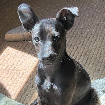 Enlarge Magnolia ~ cat friendly :-), an adopted mixed breed in Harrisburg, PA image 2/4