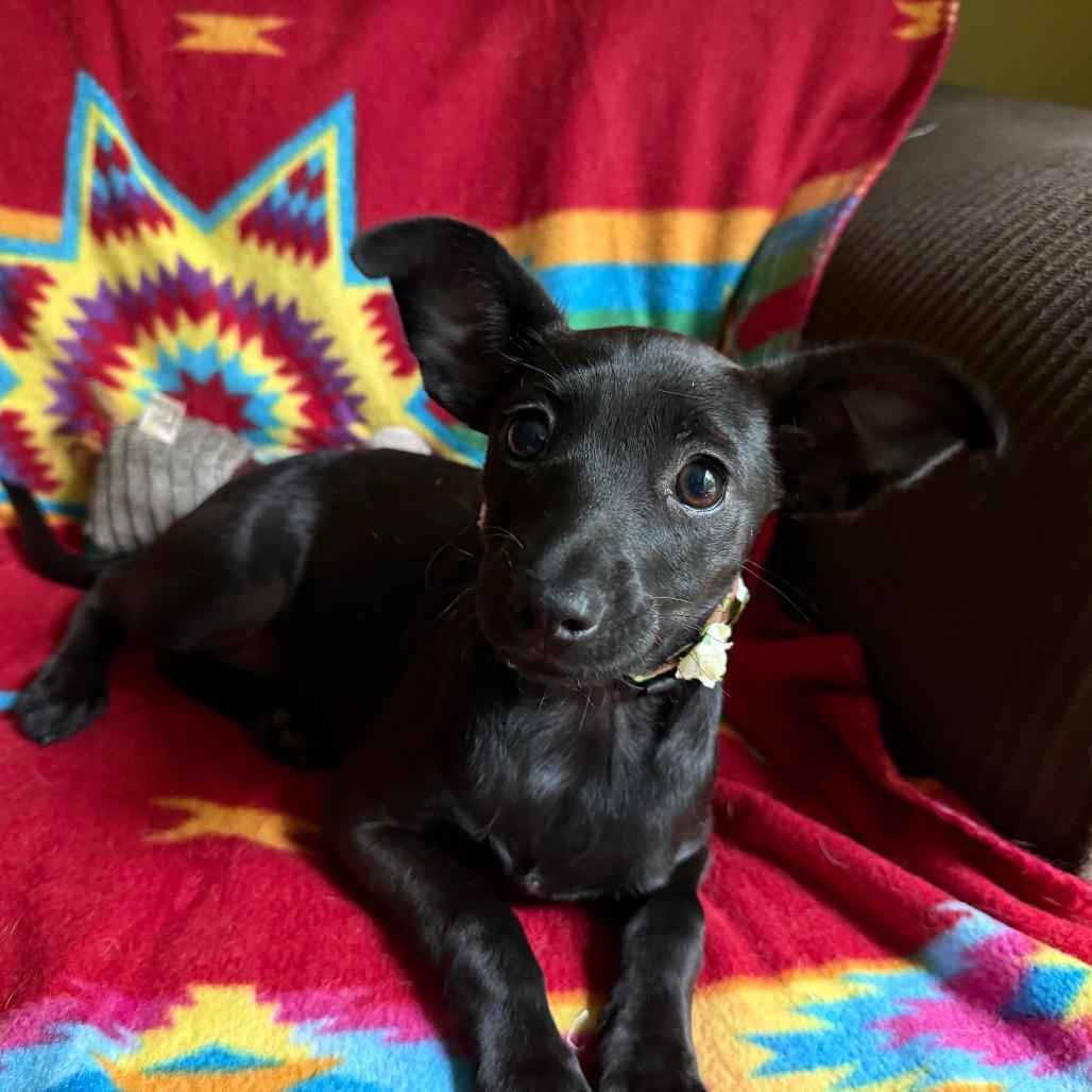 Enlarge Magnolia ~ cat friendly :-), an adopted mixed breed in Harrisburg, PA image 4/4