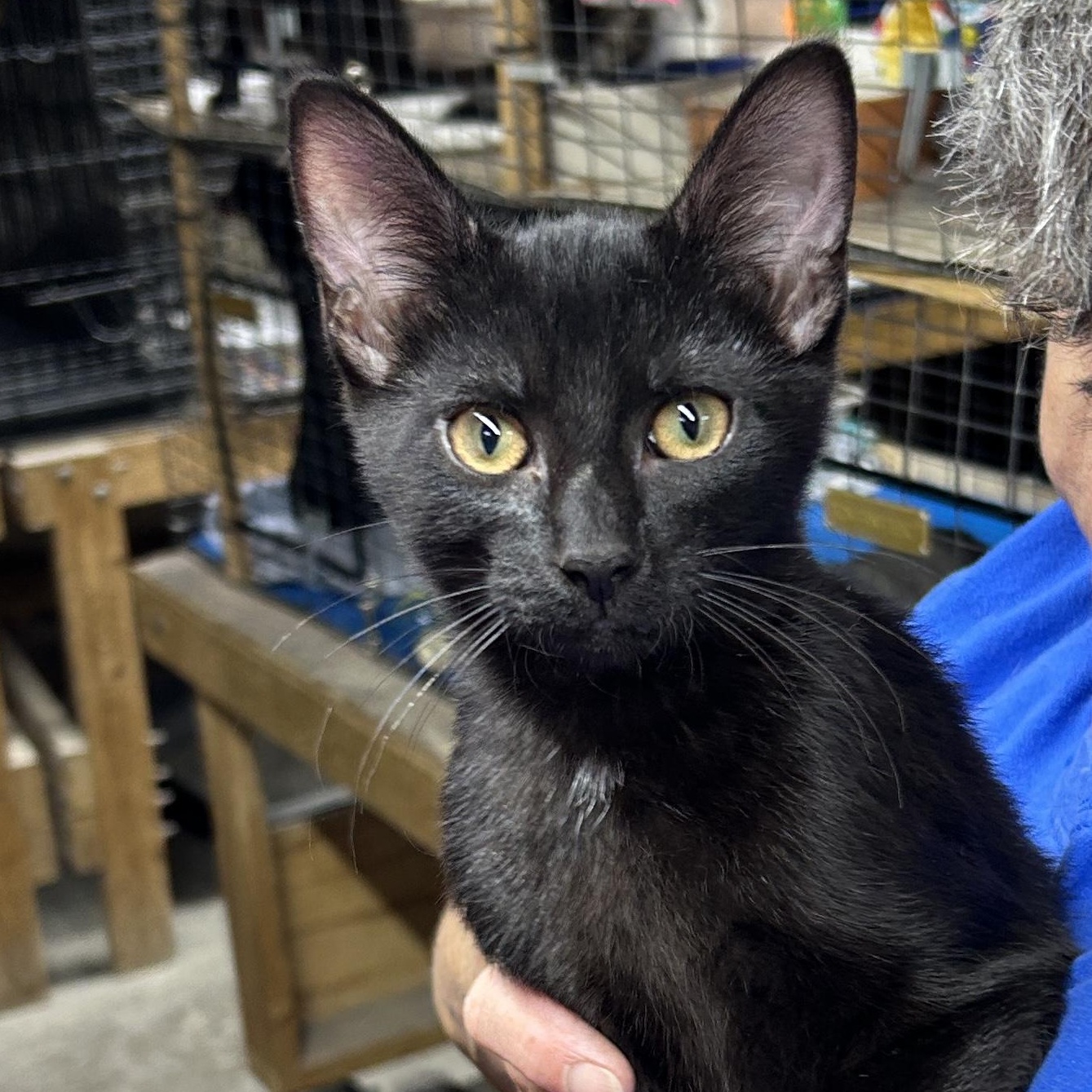 Enlarge Sly, a Adoptable Domestic Short Hair in Avon, OH image 1/4