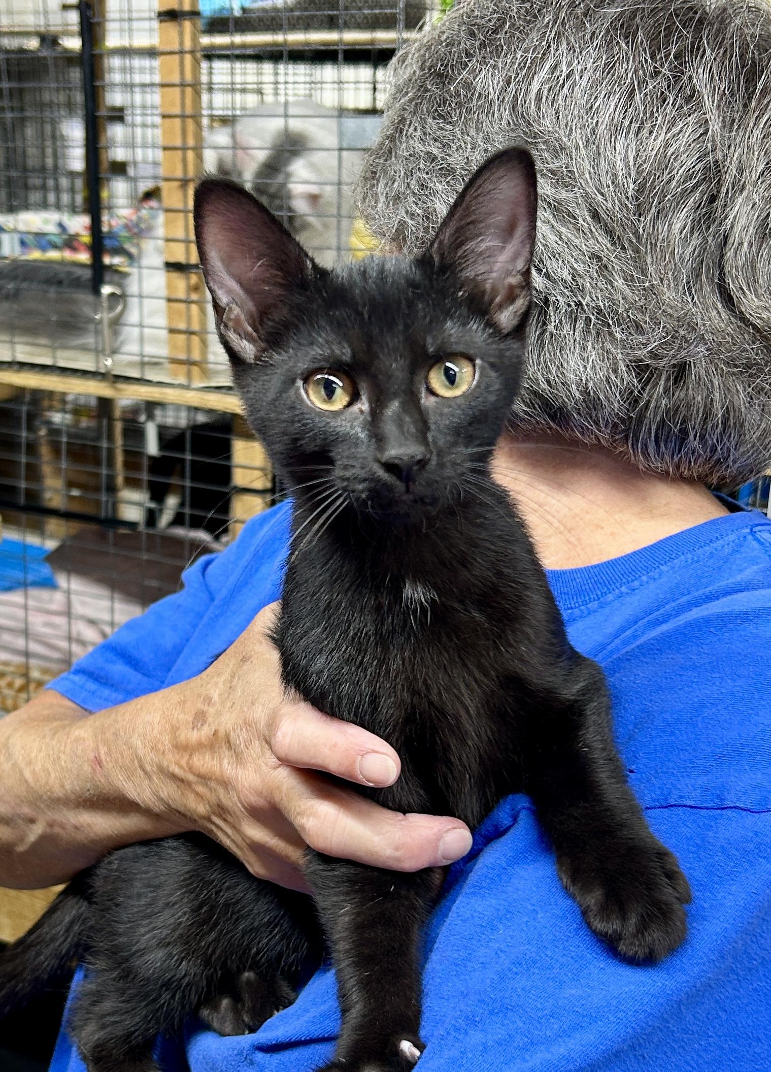 Enlarge Sly, a Adoptable Domestic Short Hair in Avon, OH image 2/4