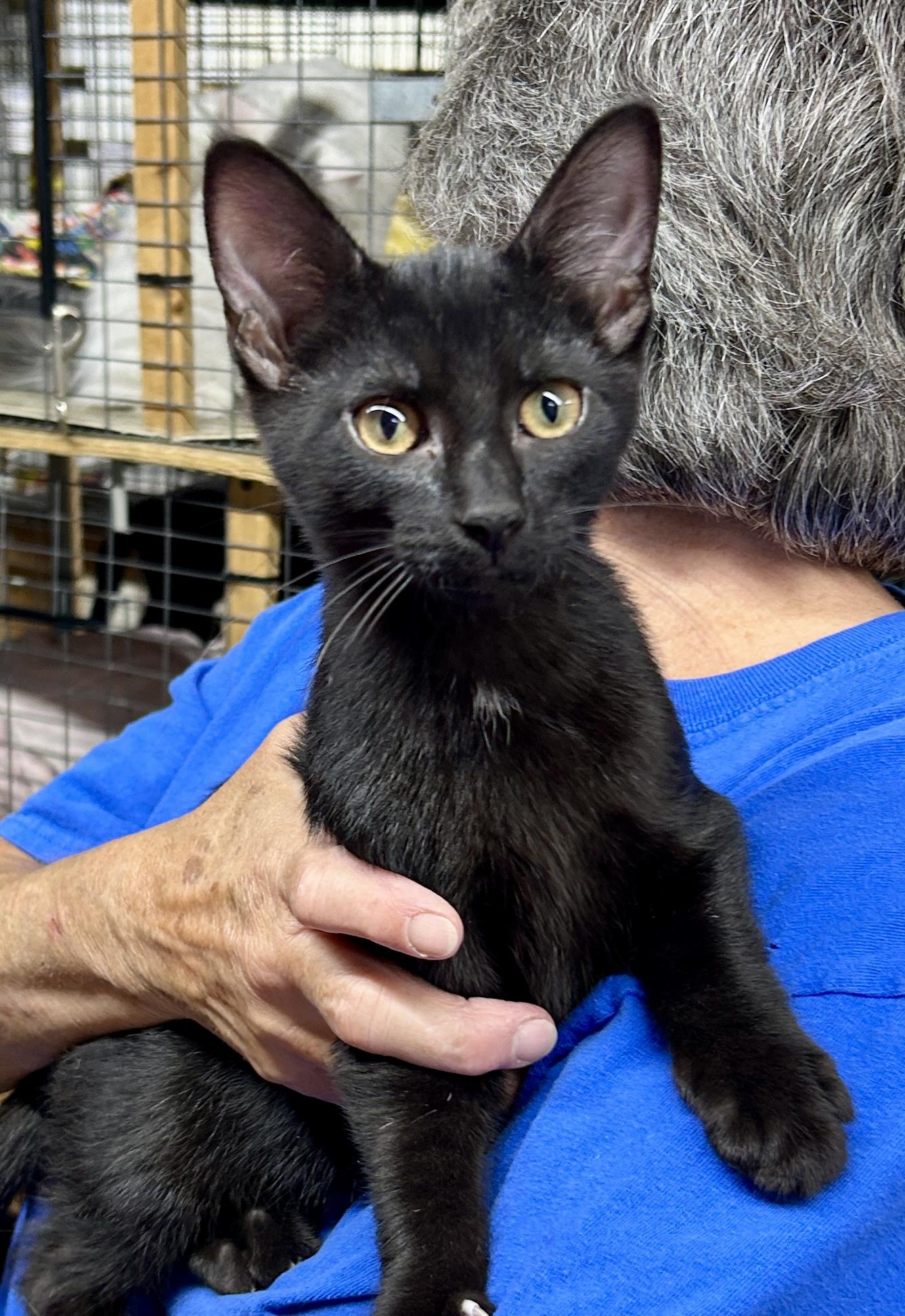 Enlarge Sly, a Adoptable Domestic Short Hair in Avon, OH image 3/4