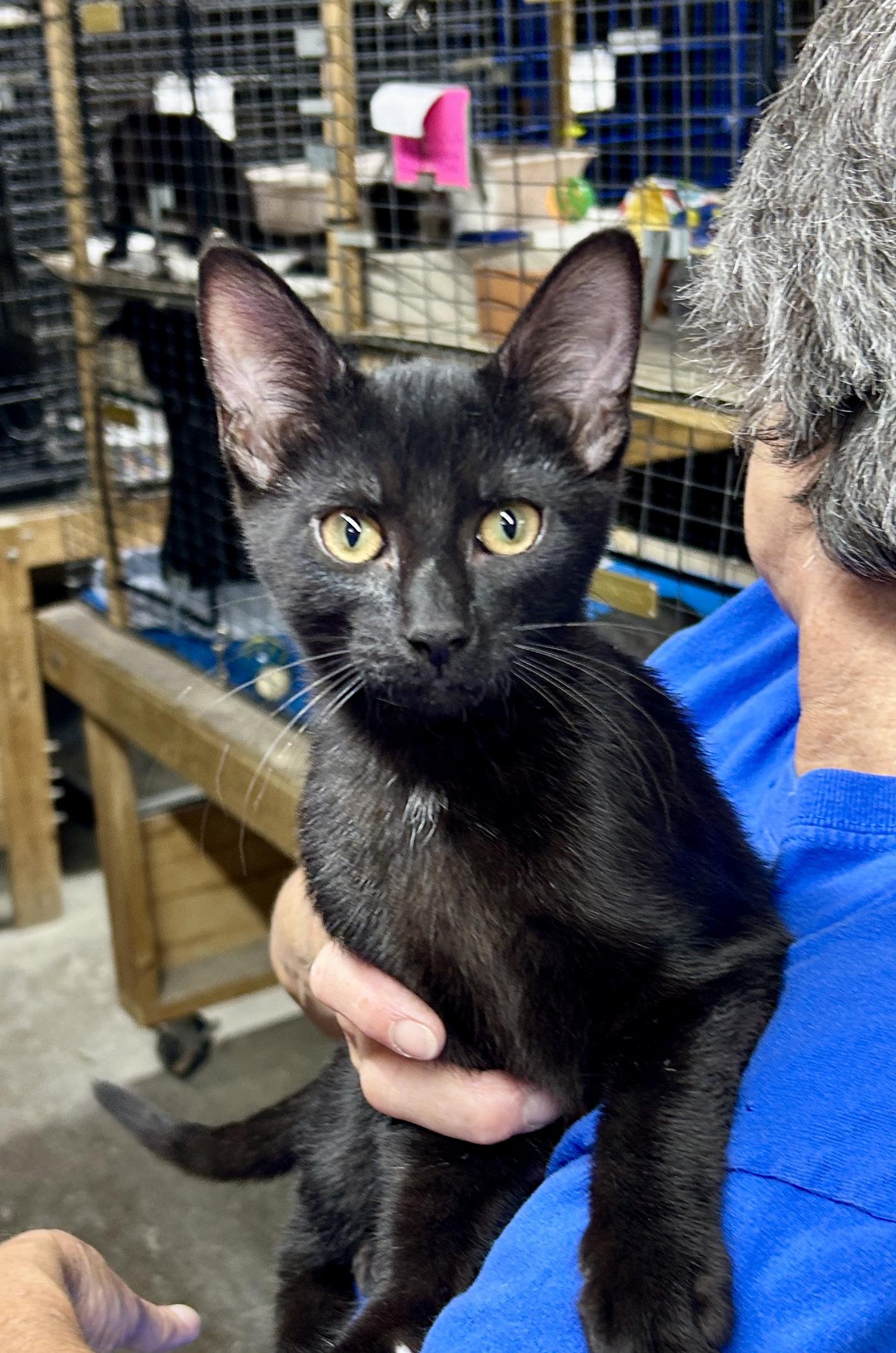 Enlarge Sly, a Adoptable Domestic Short Hair in Avon, OH image 4/4