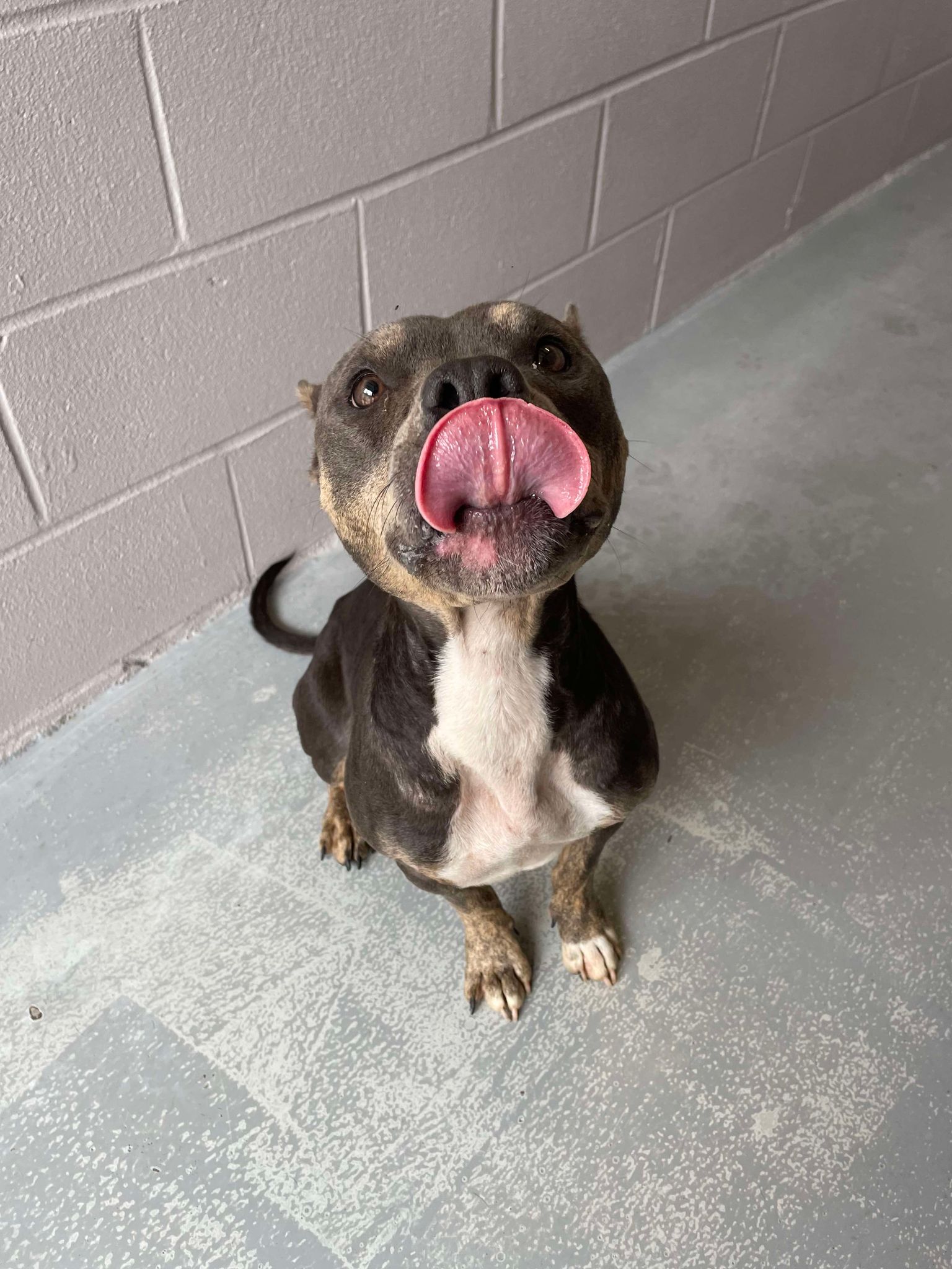 Dog for adoption Zara, an American Bully Mix in SC Petfinder