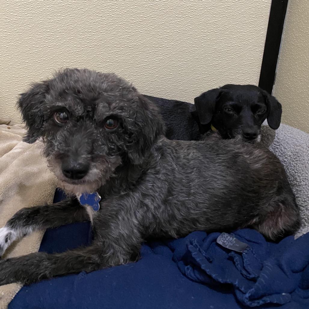 Twinkle (bonded with Star) - Costa Mesa Location, Adoptable, Young Female Poodle & Mixed Breed.