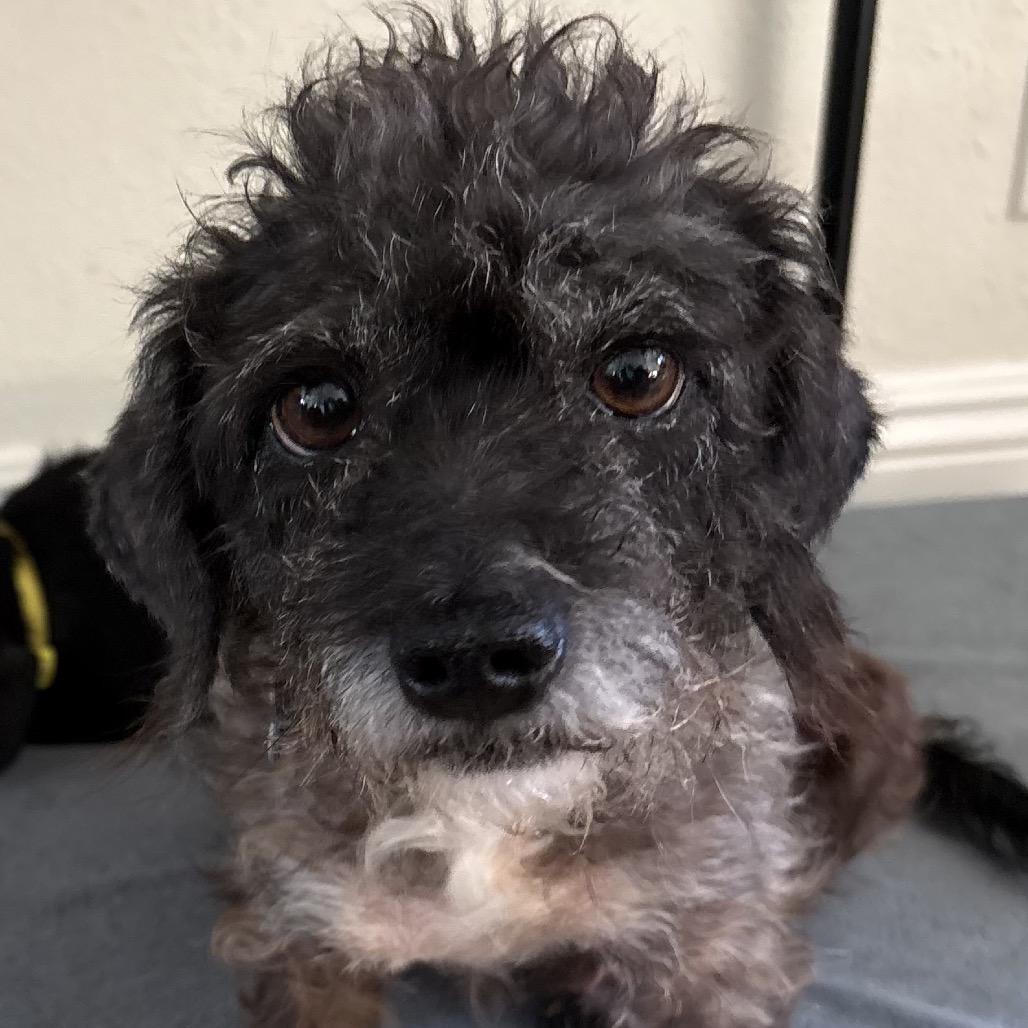 Enlarge Twinkle (bonded with Star) - Costa Mesa Location, a Adoptable mixed breed in Chino Hills, CA image 2/6
