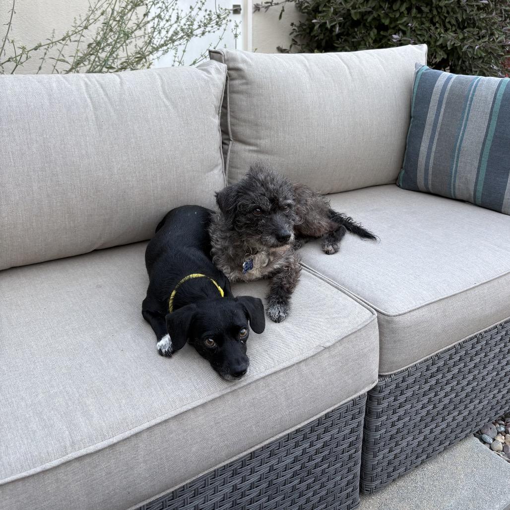Enlarge Twinkle (bonded with Star) - Costa Mesa Location, a Adoptable mixed breed in Chino Hills, CA image 3/6