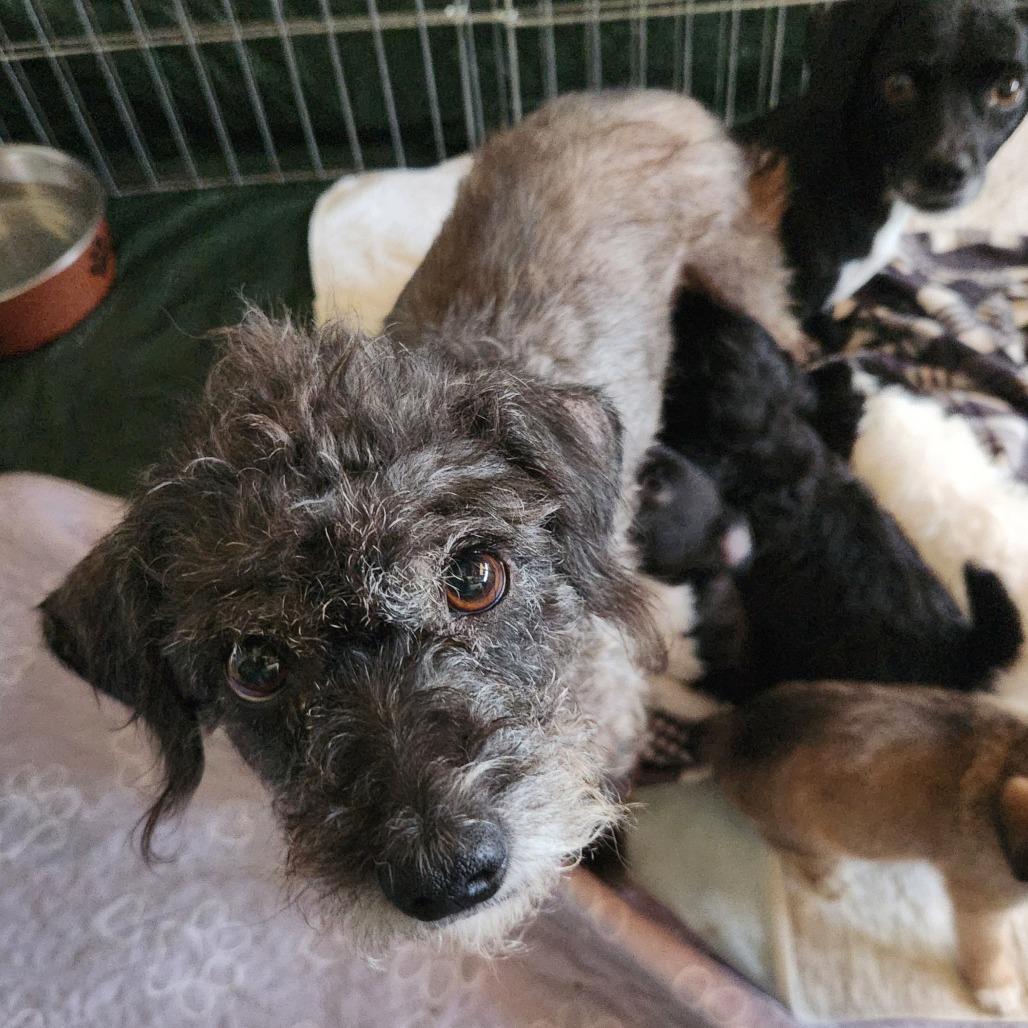 Enlarge Twinkle (bonded with Star) - Costa Mesa Location, a Adoptable mixed breed in Chino Hills, CA image 4/6