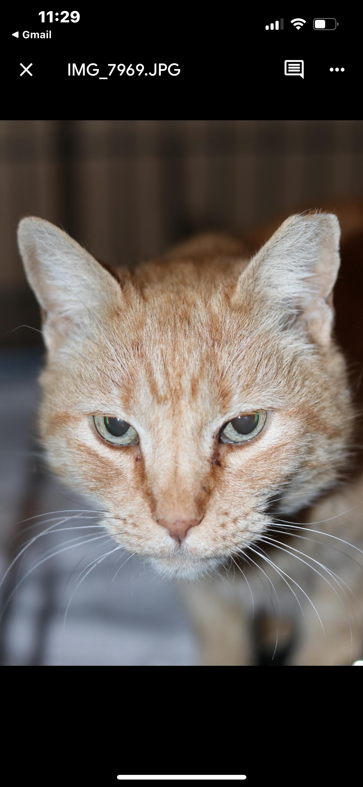 Enlarge Sardine/Sardinia, a Adoptable mixed breed in Havertown, PA image 1/6