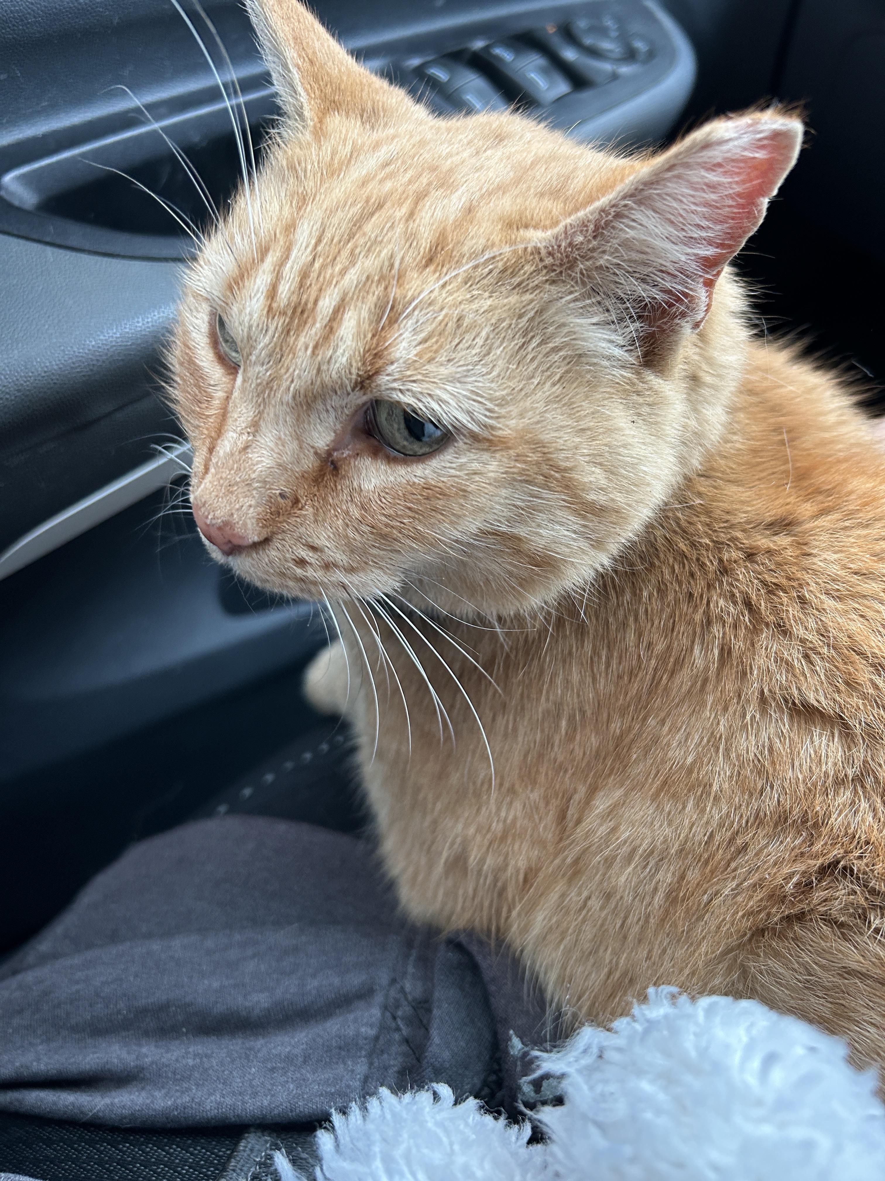 Enlarge Sardine/Sardinia, a Adoptable mixed breed in Havertown, PA image 3/6