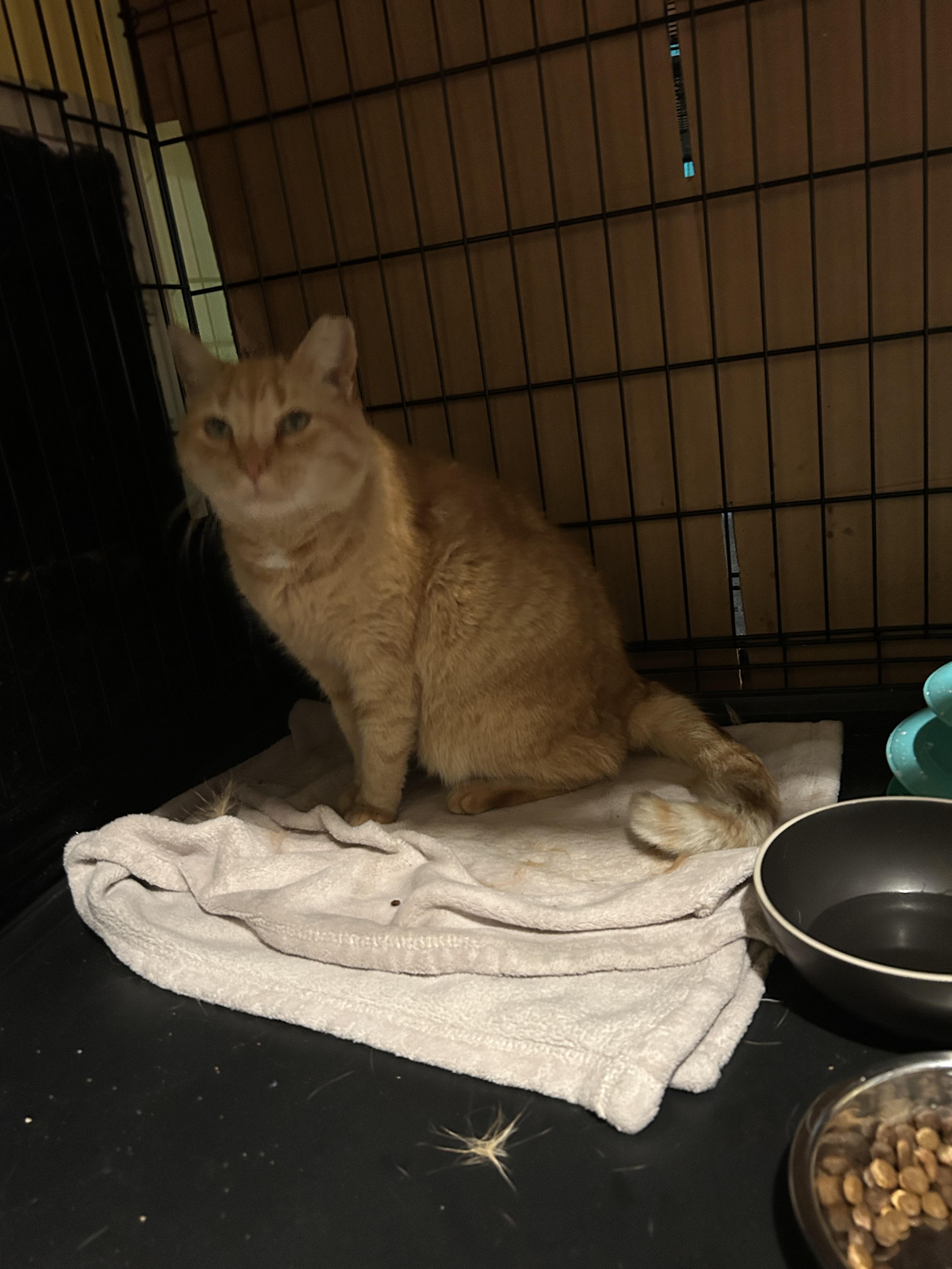 Enlarge Sardine/Sardinia, a Adoptable mixed breed in Havertown, PA image 6/6