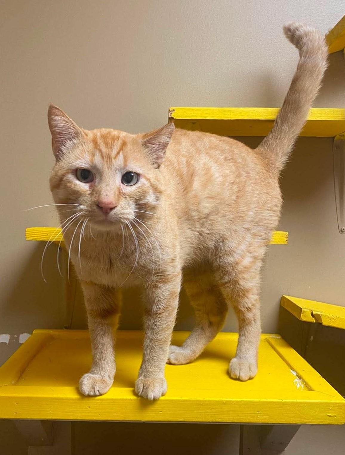 Enlarge Skippy, a Adoptable mixed breed in Maryville, MO image 1/3