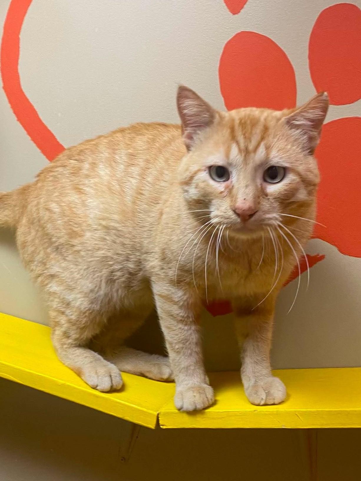Enlarge Skippy, a Adoptable mixed breed in Maryville, MO image 3/3