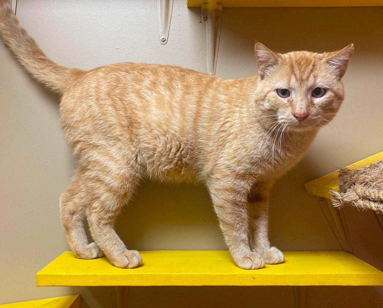 Enlarge Skippy, a Adoptable mixed breed in Maryville, MO image 2/3