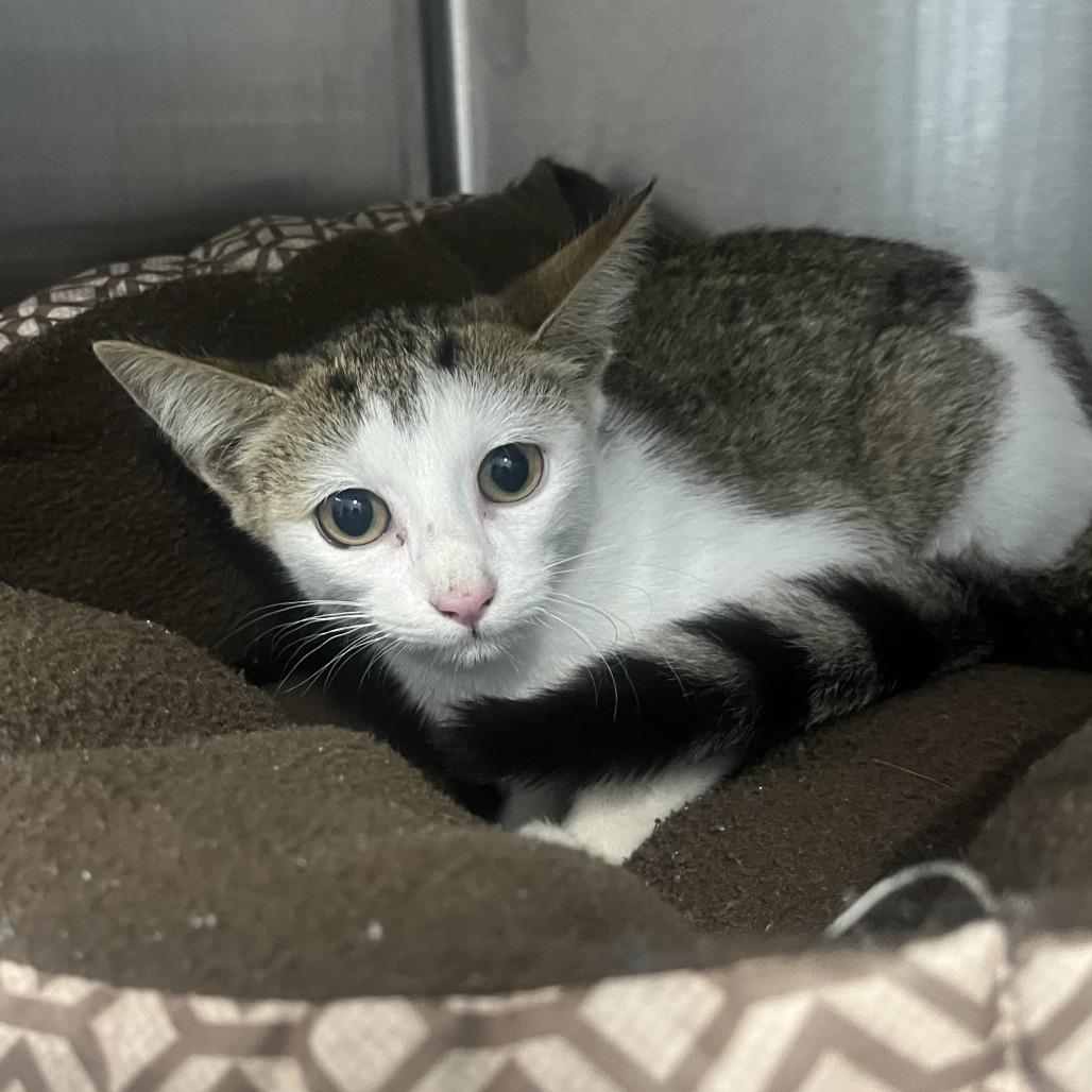 Enlarge Duchess, a Adoptable Domestic Short Hair in Oak Park, IL image 1/1