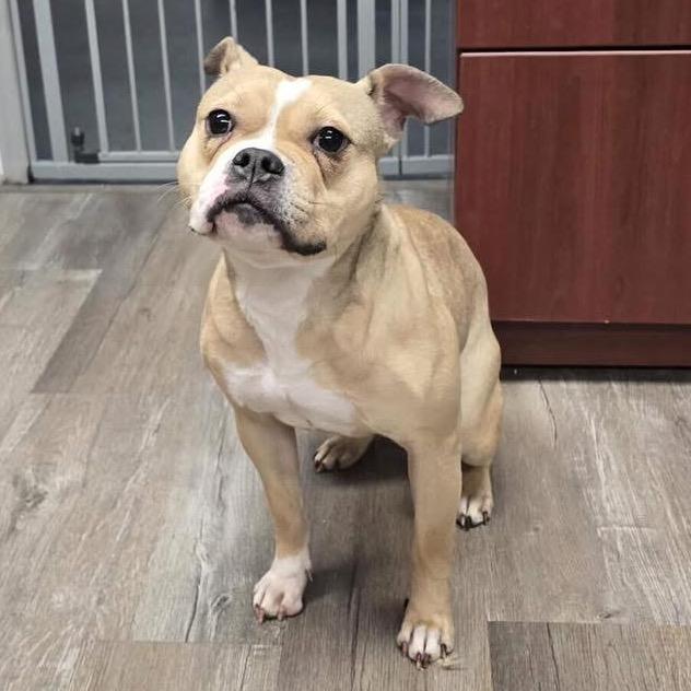 Enlarge Gigi *A very generous person has sponsored half of my adoption fee!*, a Adoptable Mixed Breed in Wappingers Falls, NY image 1/1