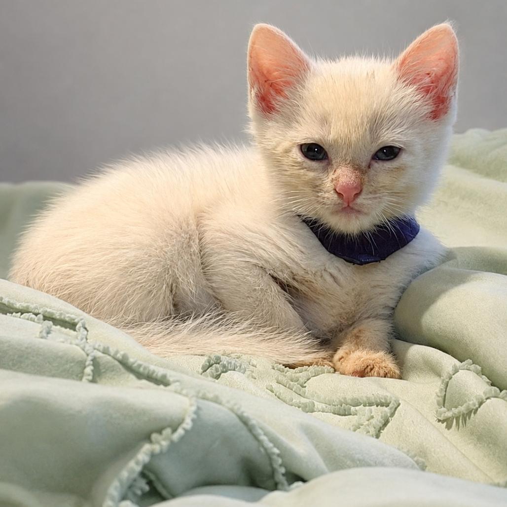Enlarge Guacamole, a Adoptable Domestic Short Hair in Chillicothe, IL image 1/1