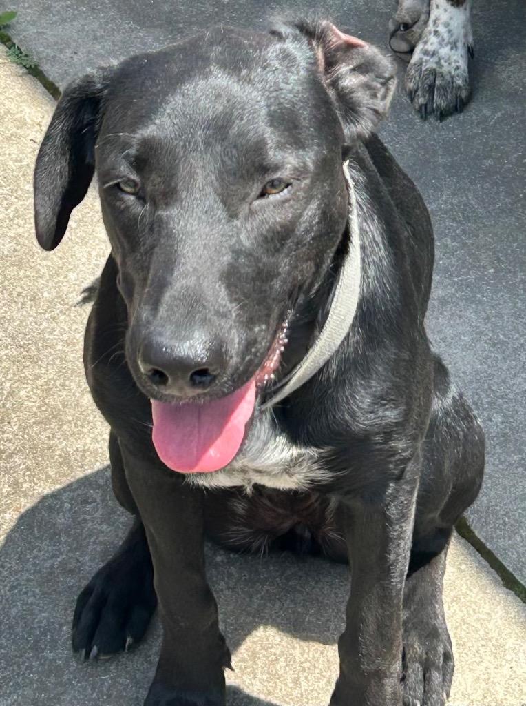 Annie - Awaiting S/N / Rabies, Adoptable, Adult Female Mixed Breed.