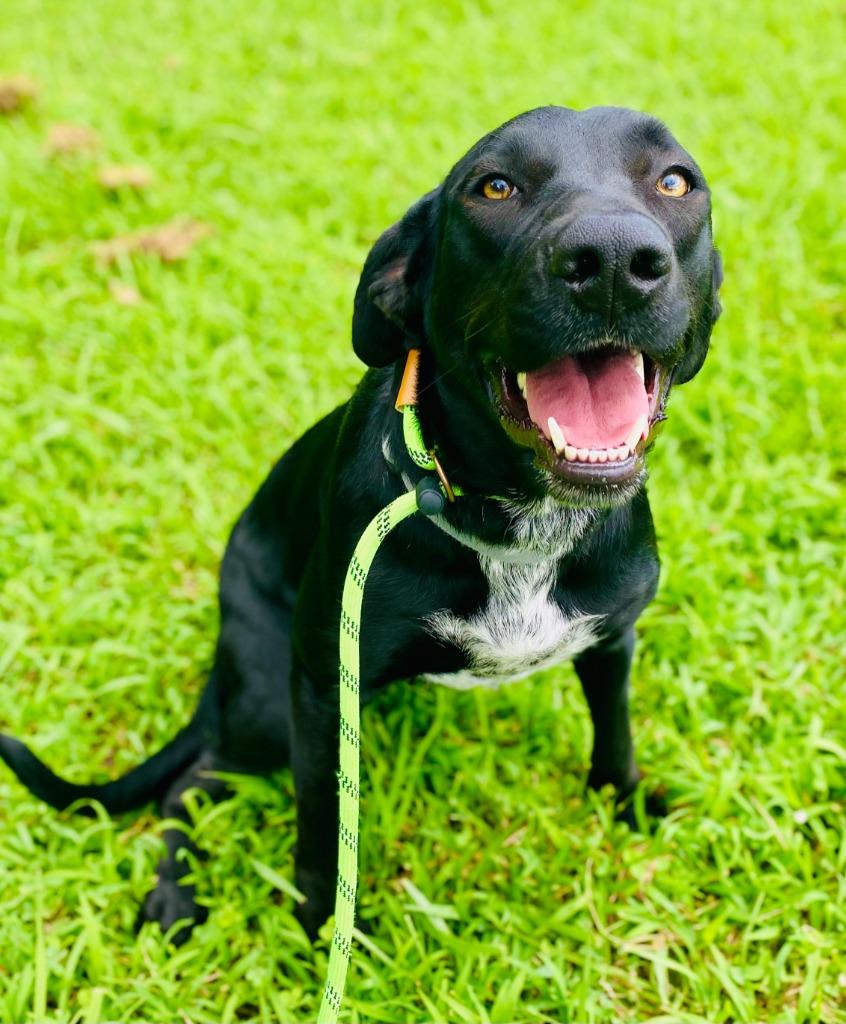 Enlarge Annie - Awaiting S/N / Rabies, a Adoptable mixed breed in Chickamauga , GA image 2/2