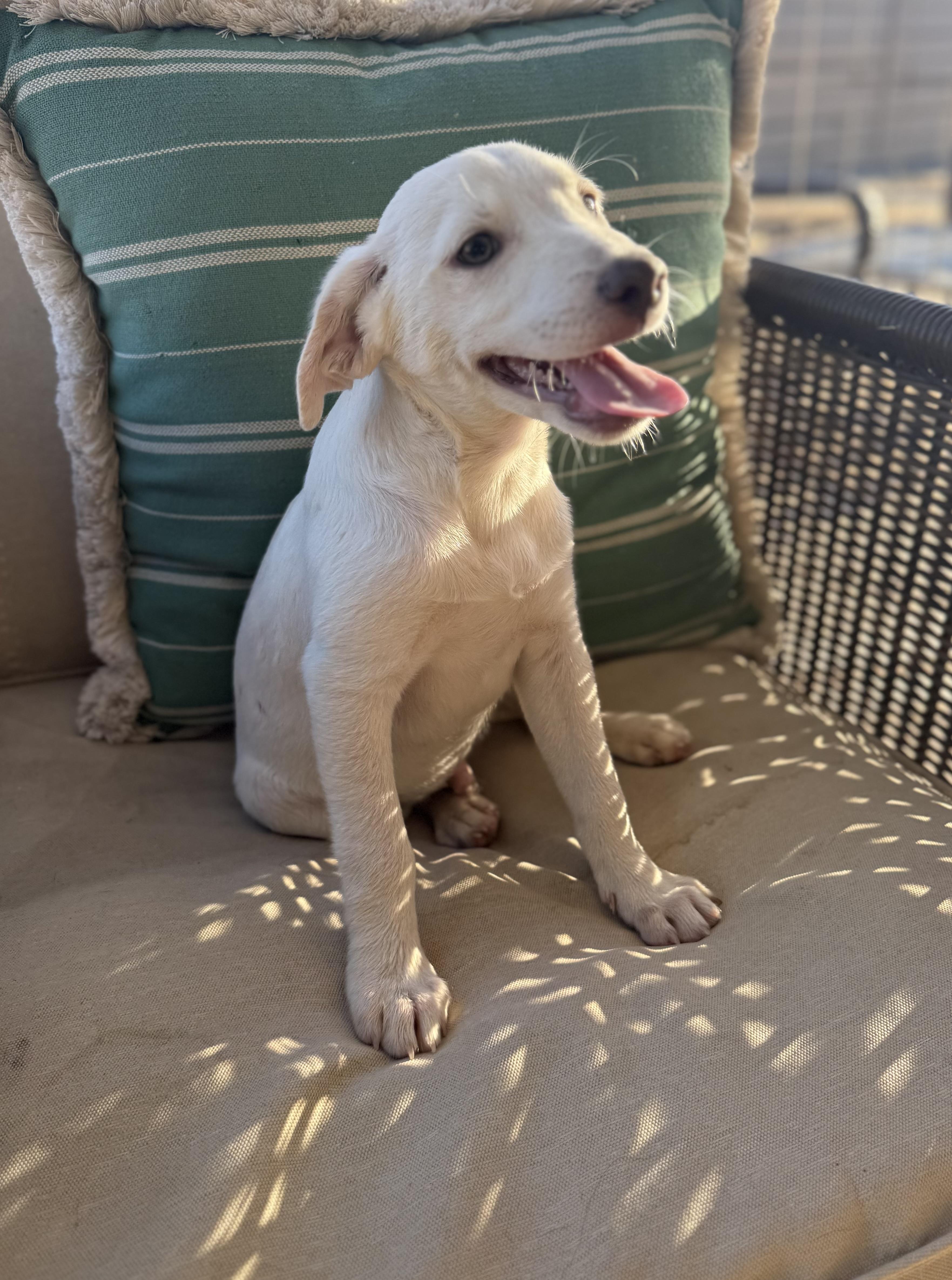 Enlarge Finn, a ADOPTABLE mixed breed in San Diego, CA image 2/4