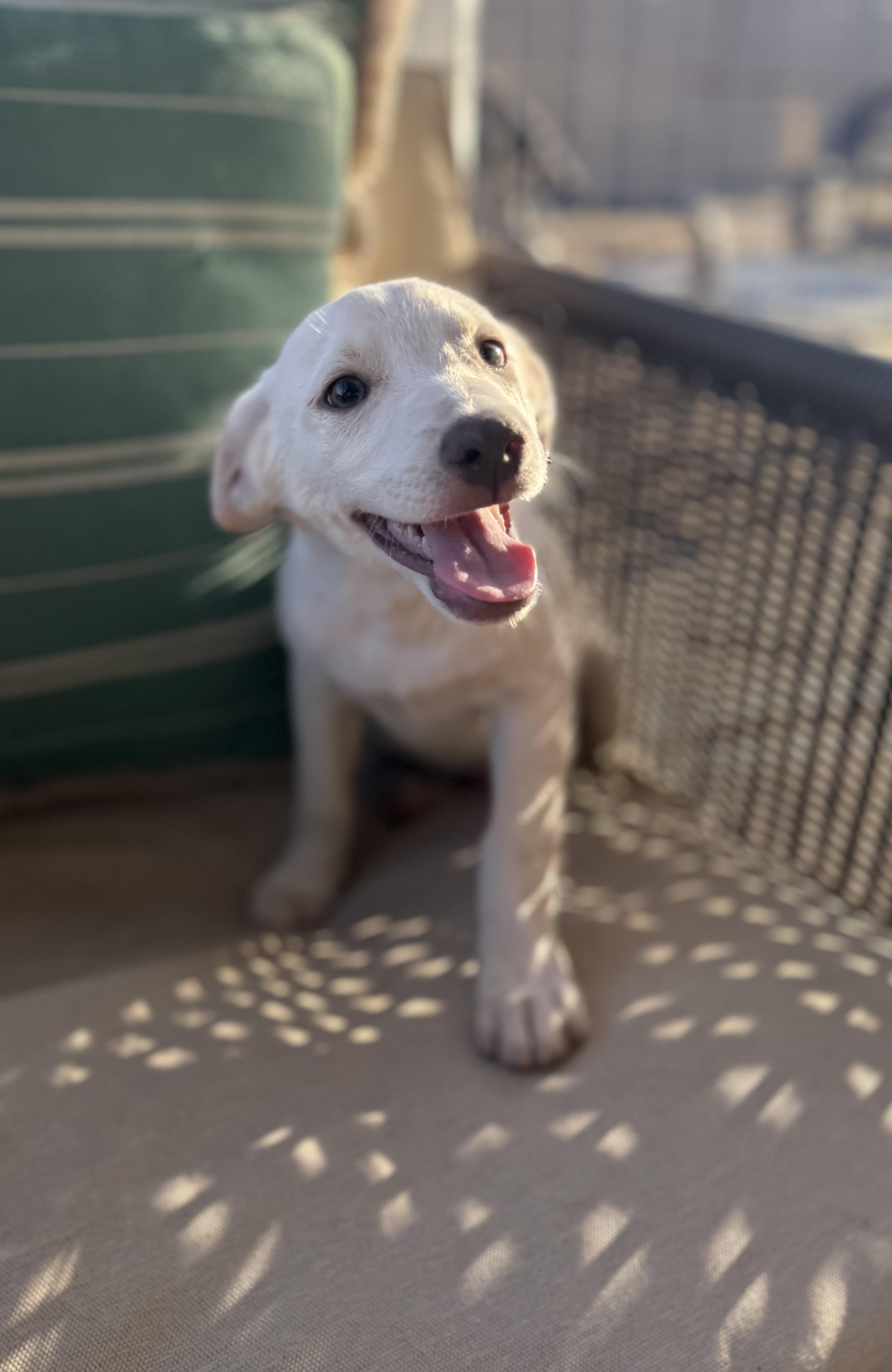 Finn, ADOPTABLE, Puppy Male Labrador Retriever.