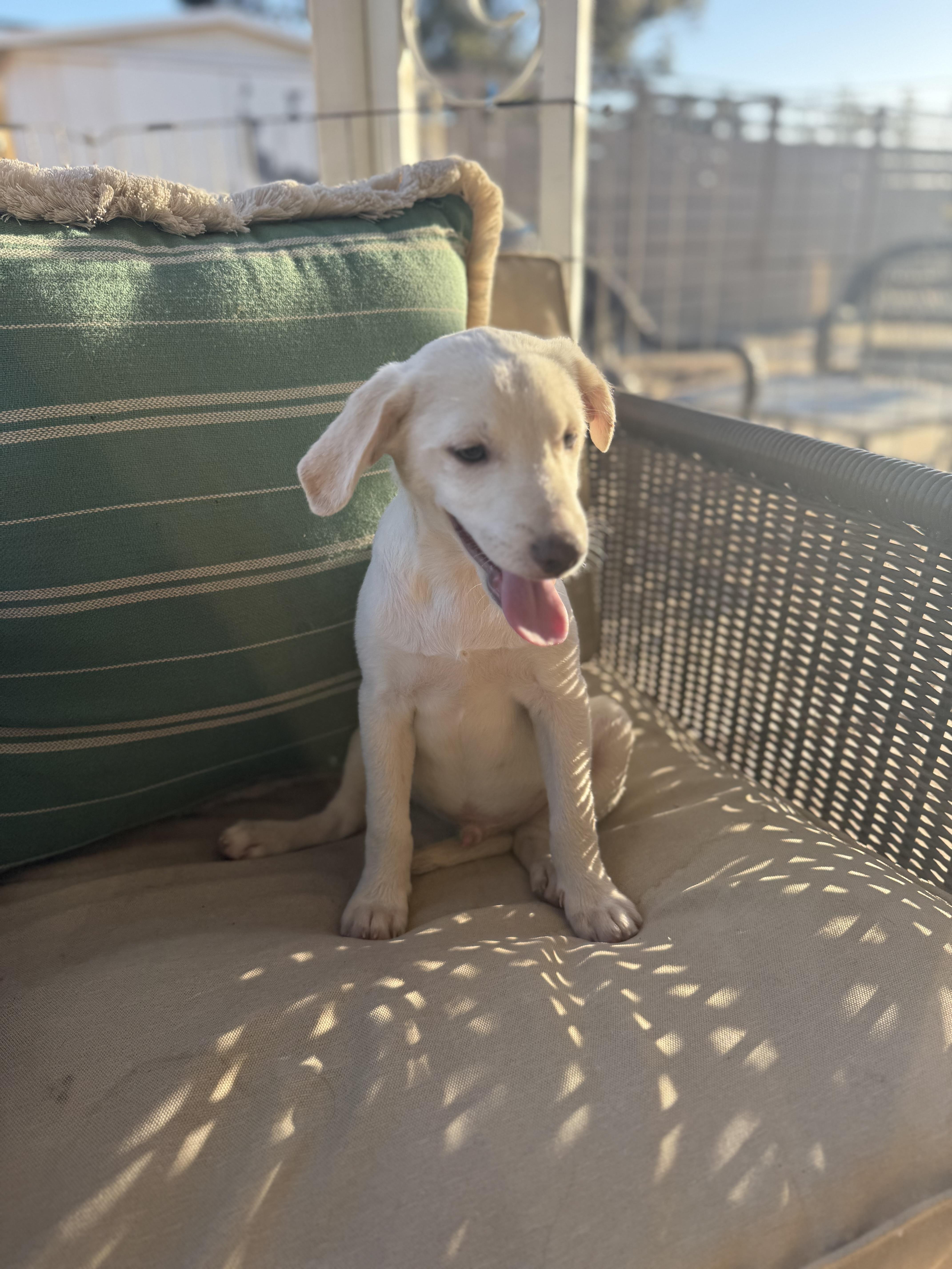 Enlarge Finn, a ADOPTABLE mixed breed in San Diego, CA image 3/4