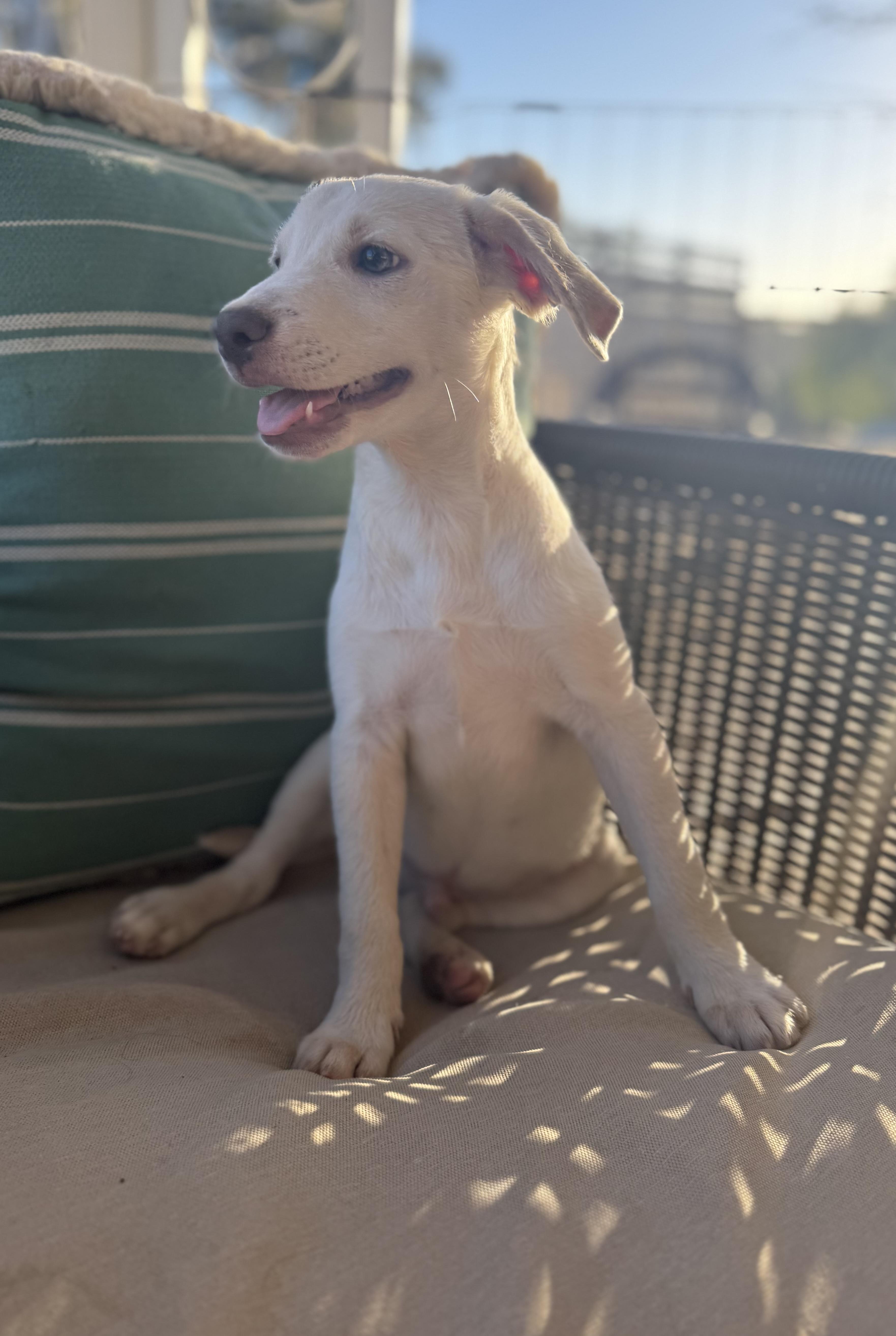 Enlarge Finn, a ADOPTABLE mixed breed in San Diego, CA image 4/4