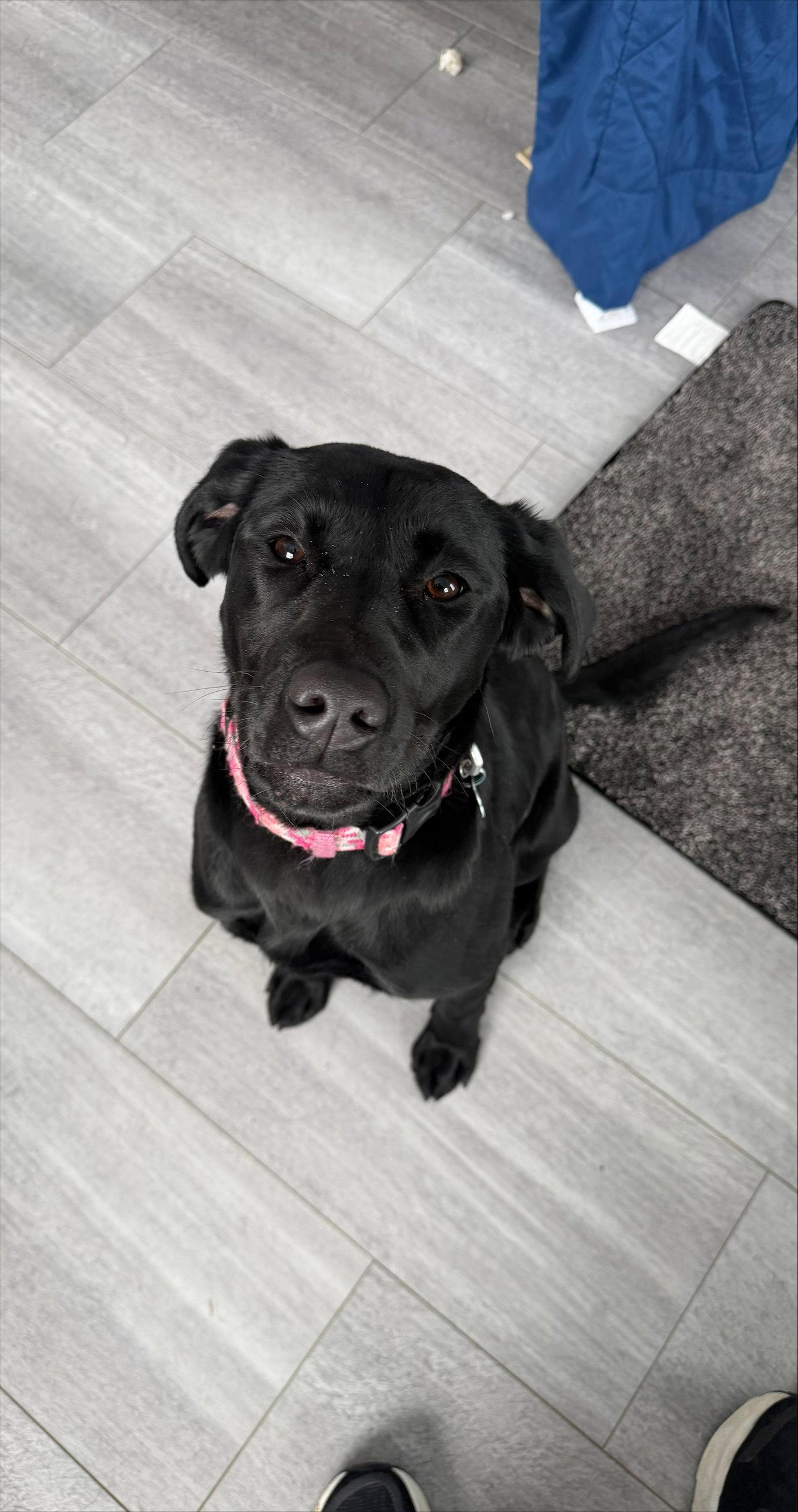 Rosie D6170, Adoptable, Adult Female Black Labrador Retriever.
