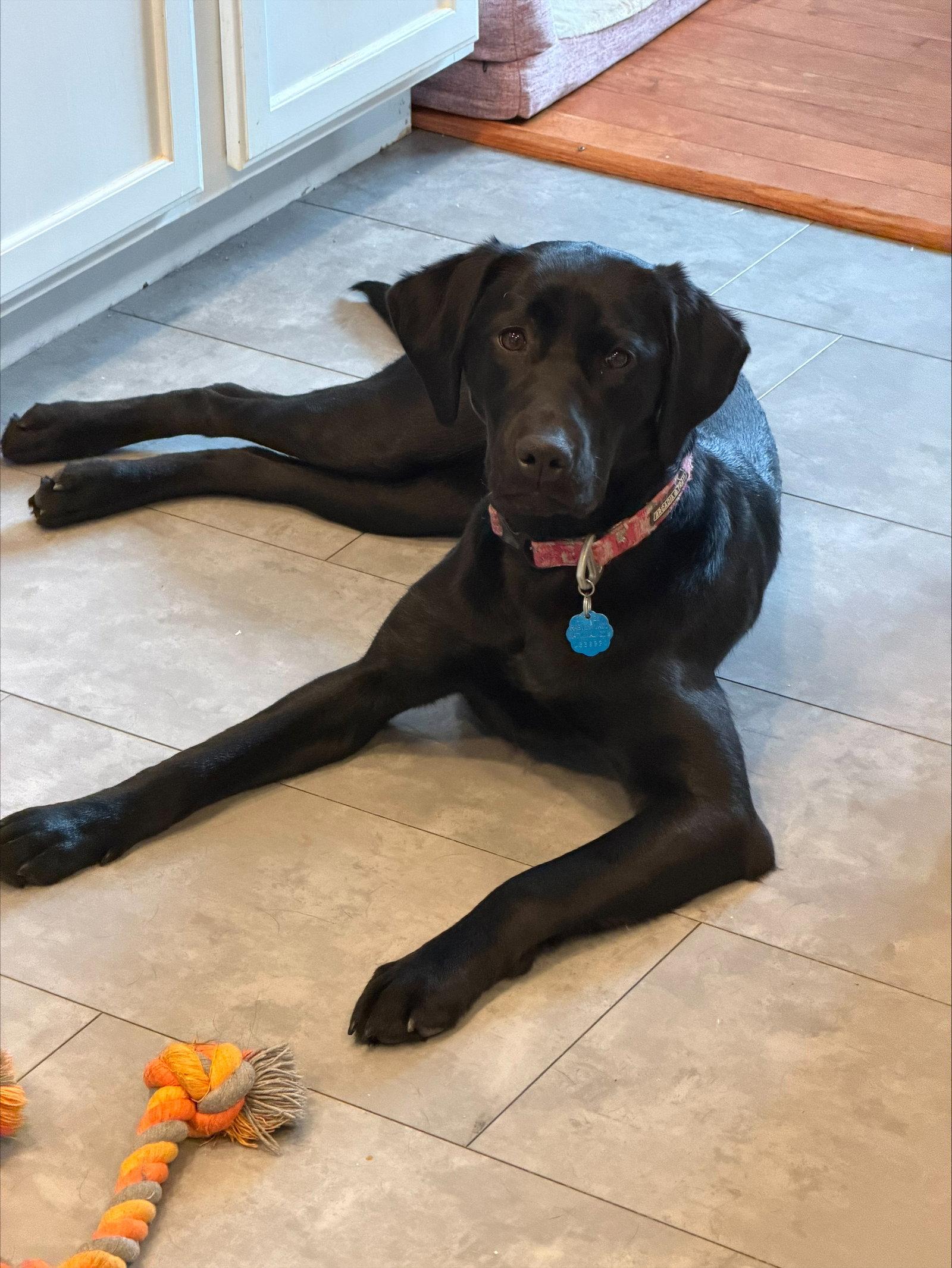 Enlarge Rosie D6170, a Adoptable Black Labrador Retriever in minneapolis, MN image 2/3
