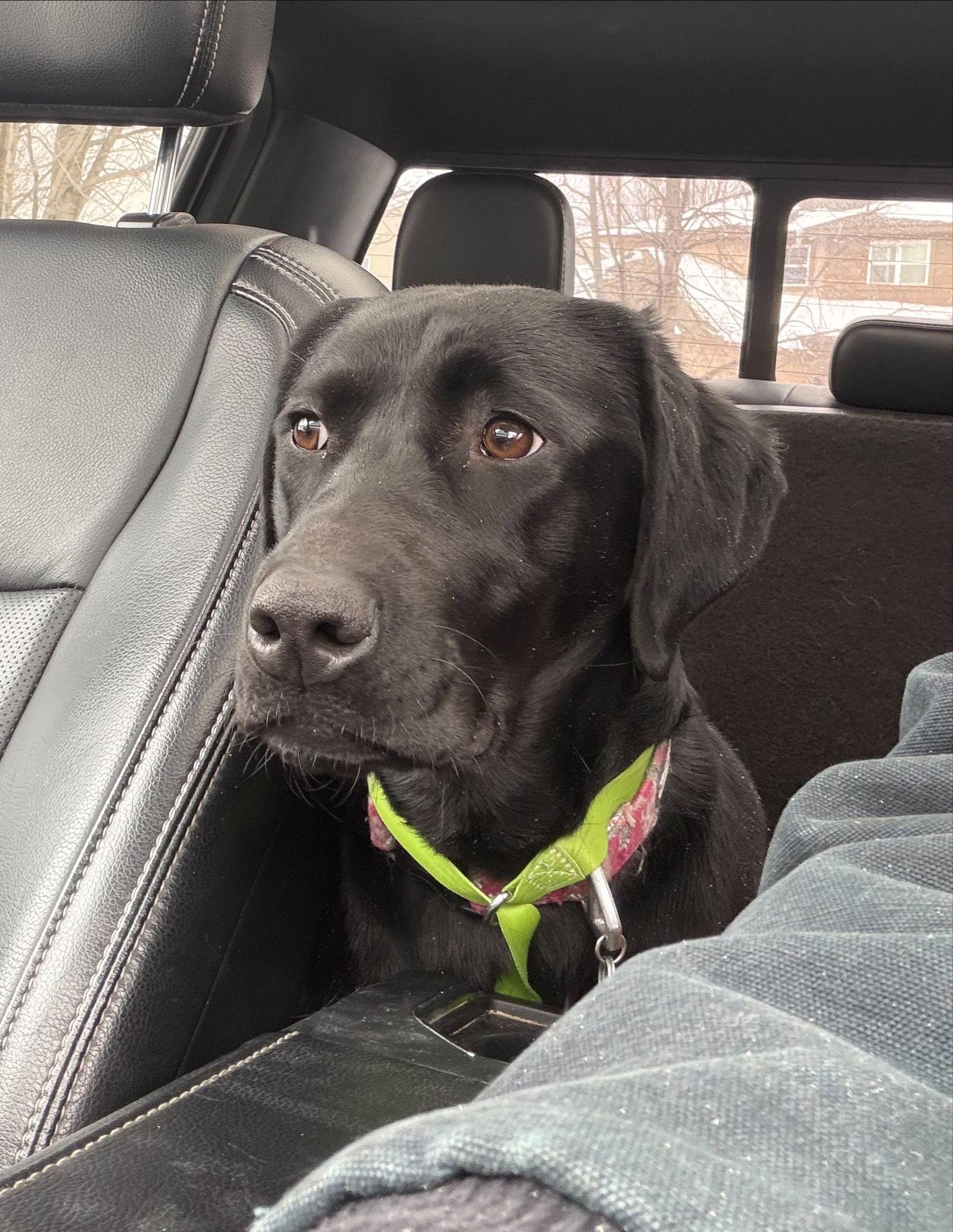 Enlarge Rosie D6170, a Adoptable Black Labrador Retriever in minneapolis, MN image 3/3