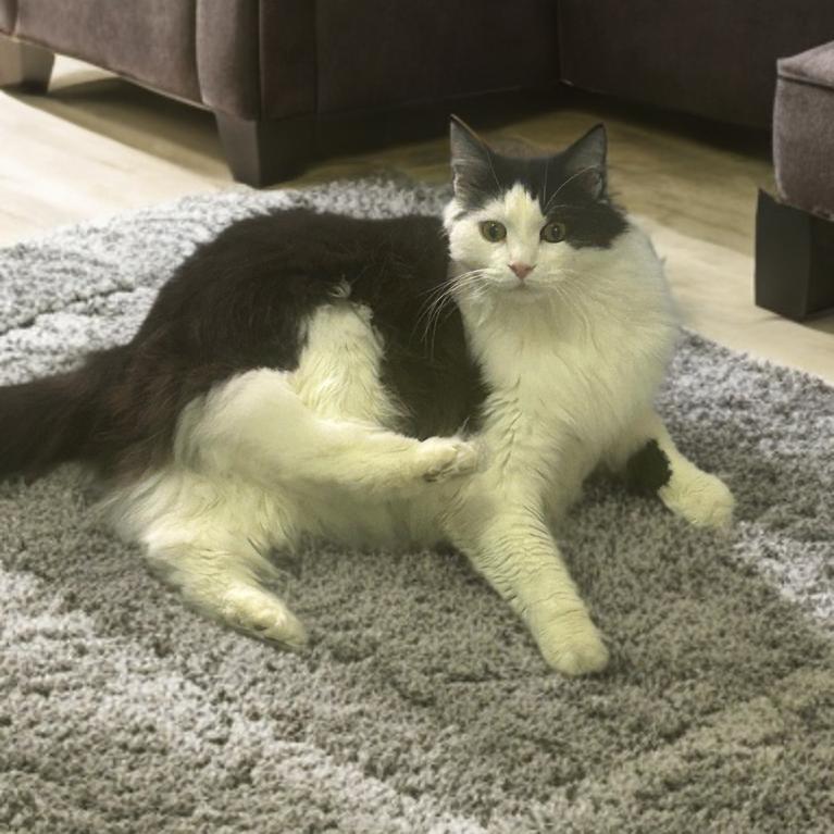 Miko, Adoptable, Senior Male Maine Coon & Domestic Long Hair.