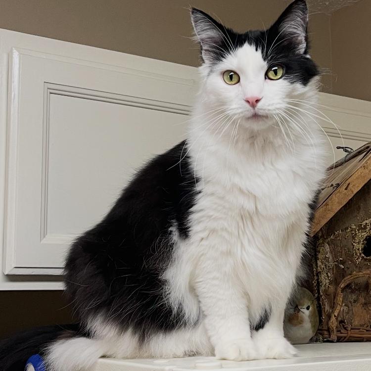 Enlarge Miko, a Adoptable mixed breed in Mocksville, NC image 2/3