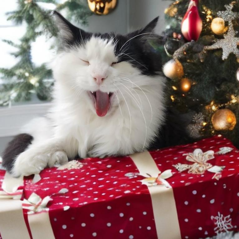 Enlarge Miko, a Adoptable mixed breed in Mocksville, NC image 3/3