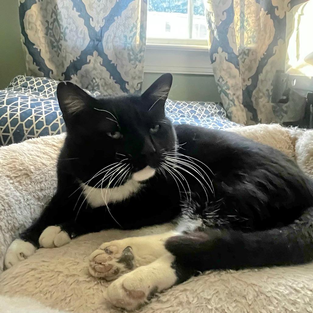 Enlarge James Pawned, a Adoptable Domestic Short Hair in Winchester, VA image 1/5