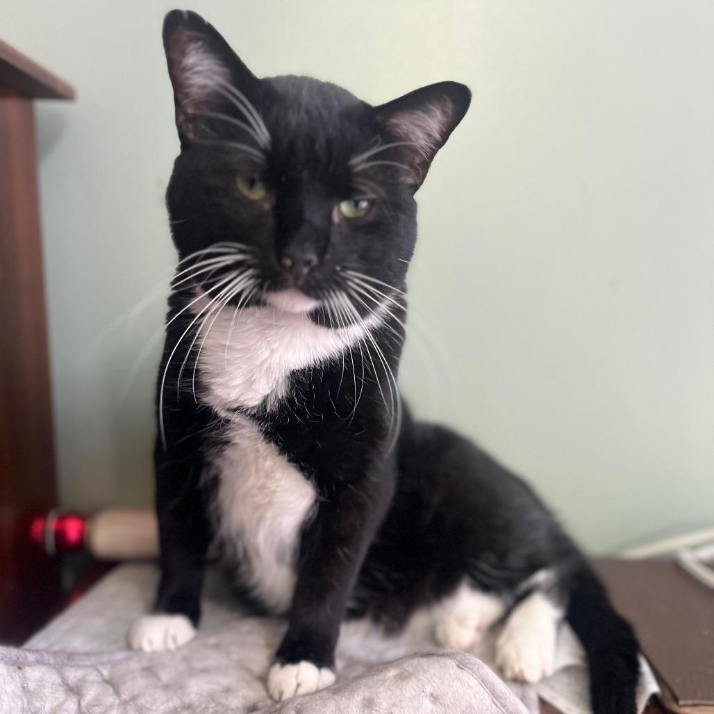 Enlarge James Pawned, a Adoptable Domestic Short Hair in Winchester, VA image 2/5