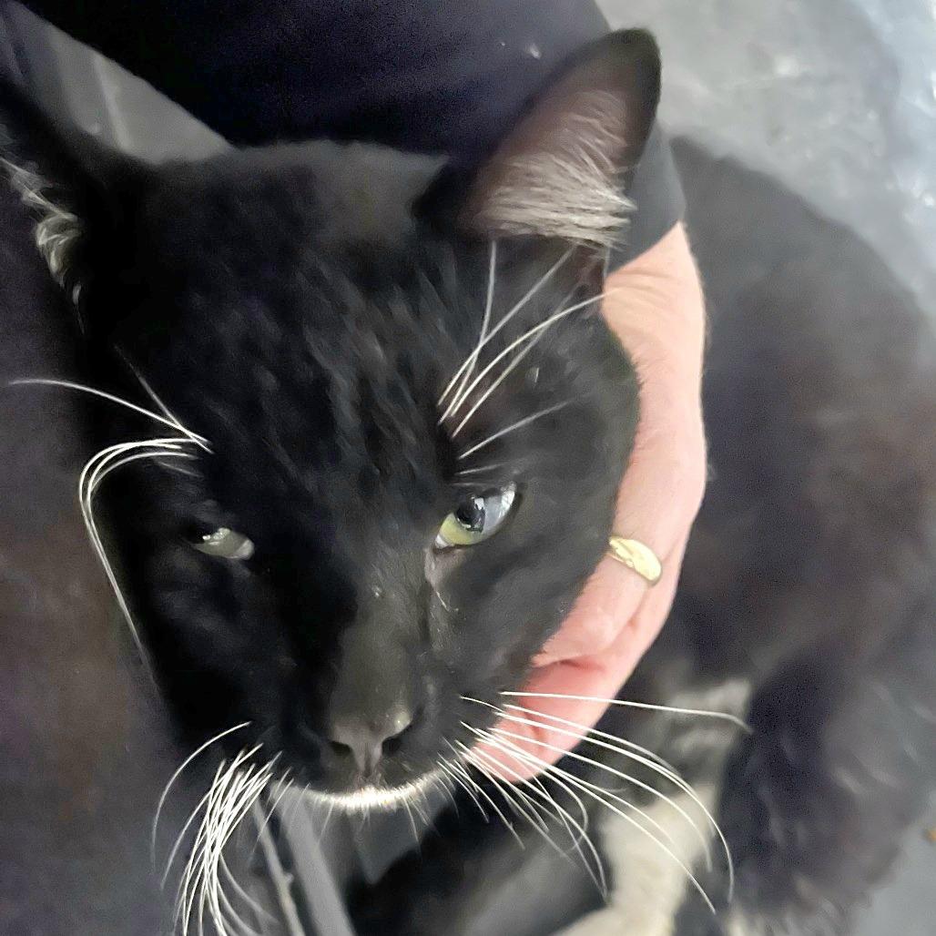 Enlarge James Pawned, a Adoptable Domestic Short Hair in Winchester, VA image 3/5