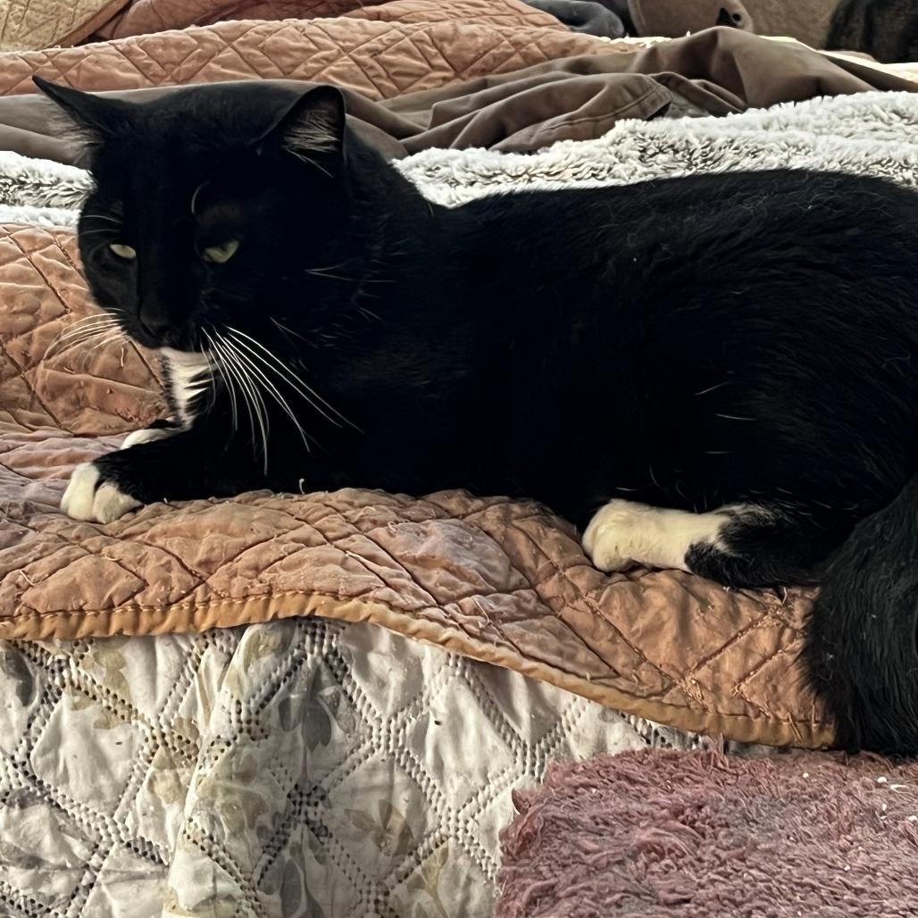 Enlarge James Pawned, a Adoptable Domestic Short Hair in Winchester, VA image 4/5